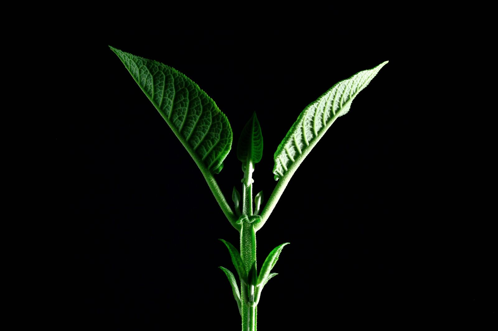 Nikon D3200 sample photo. Green, nature, plant photography