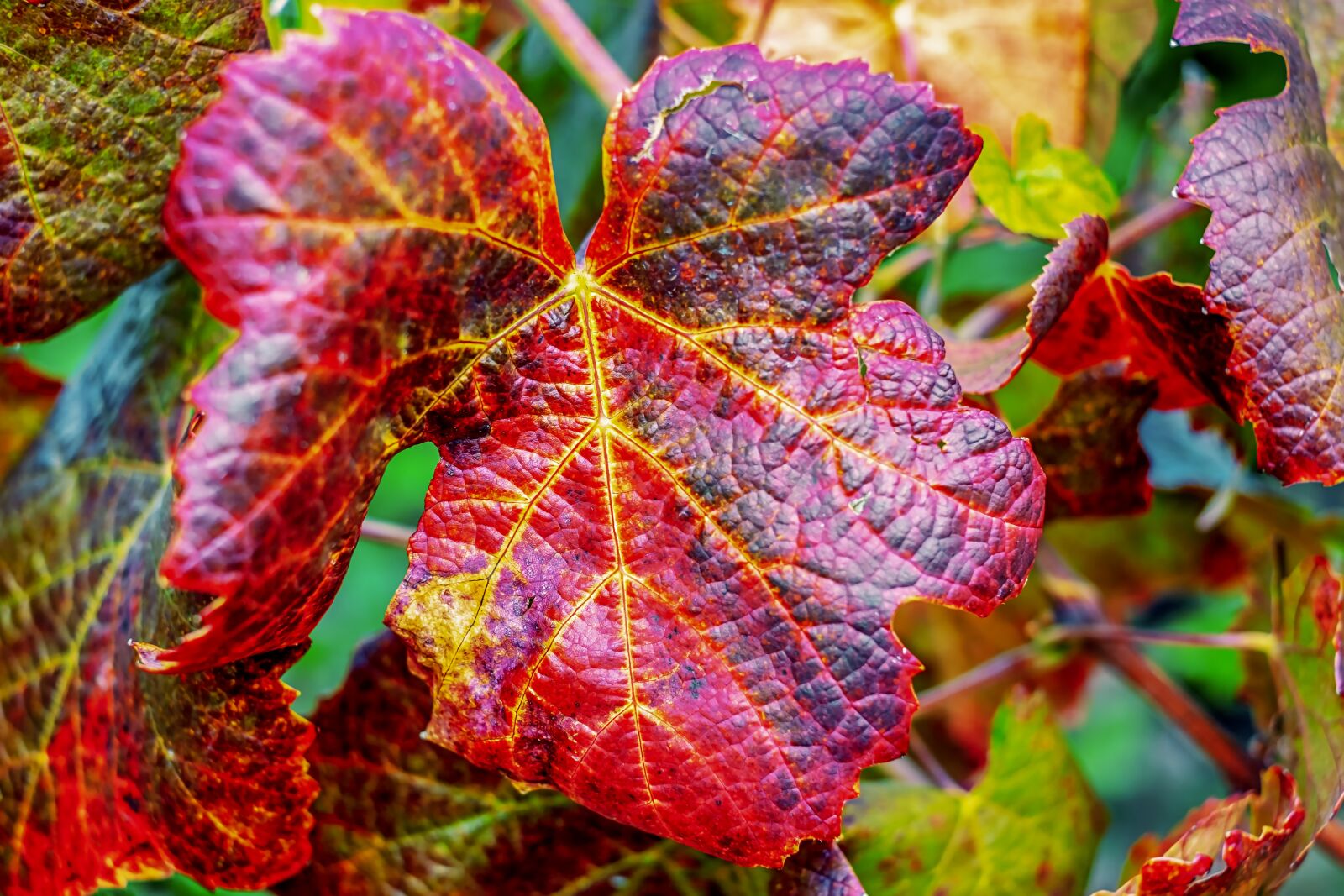 Fujifilm X-T10 + Fujifilm XF 35mm F1.4 R sample photo. Wine leaf, leaf, red photography