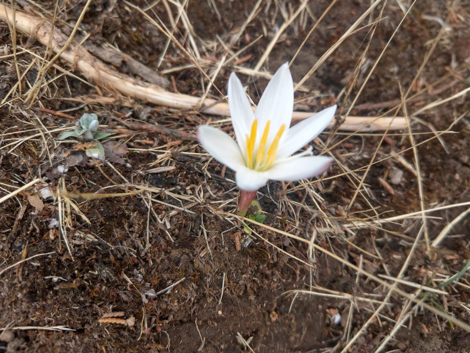 HTC U11 sample photo. Flower, earth, nature photography