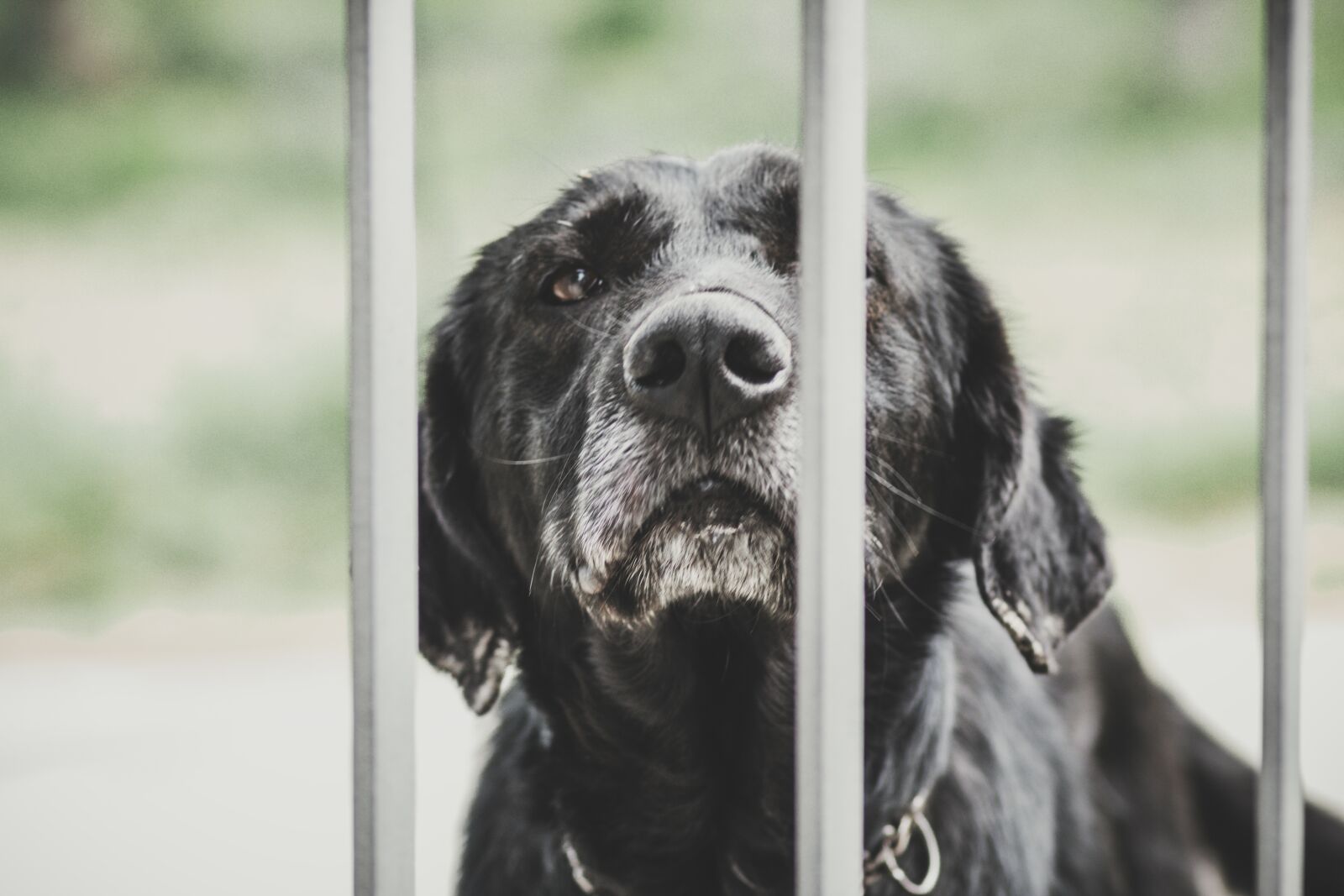 Canon EOS 1300D (EOS Rebel T6 / EOS Kiss X80) sample photo. Dog, faithful, breed photography
