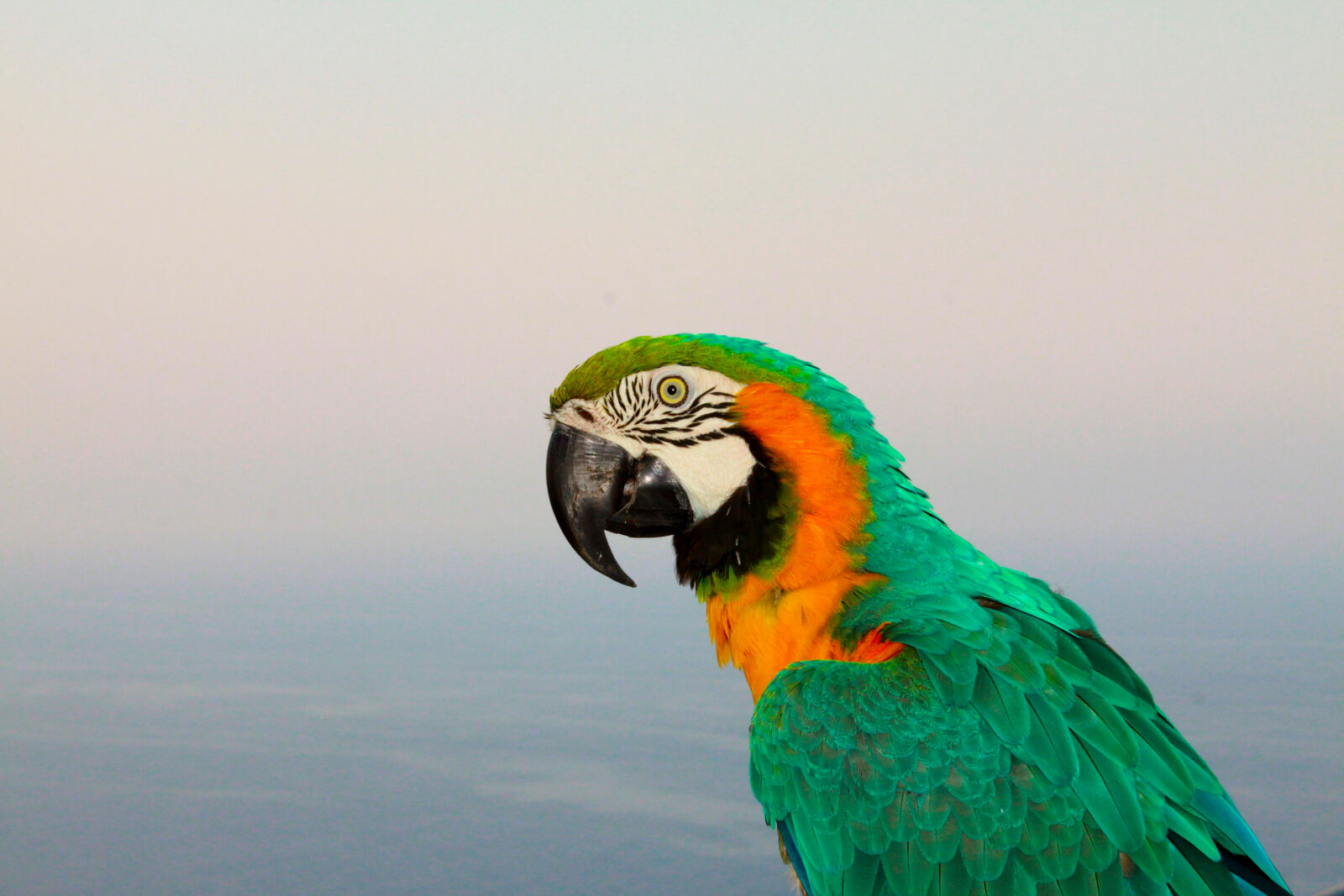 Canon EOS 500D (EOS Rebel T1i / EOS Kiss X3) sample photo. Animal, avian, beak, bird photography