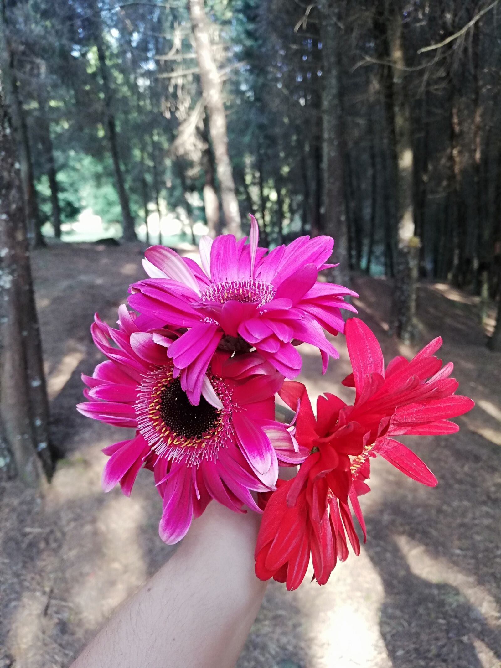 HUAWEI P20 lite sample photo. Forest, countryside, landscape photography