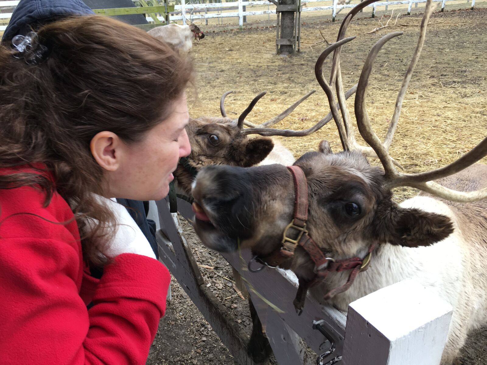 iPhone 6s Plus back camera 4.15mm f/2.2 sample photo. Reindeer, kissing a reindeer photography