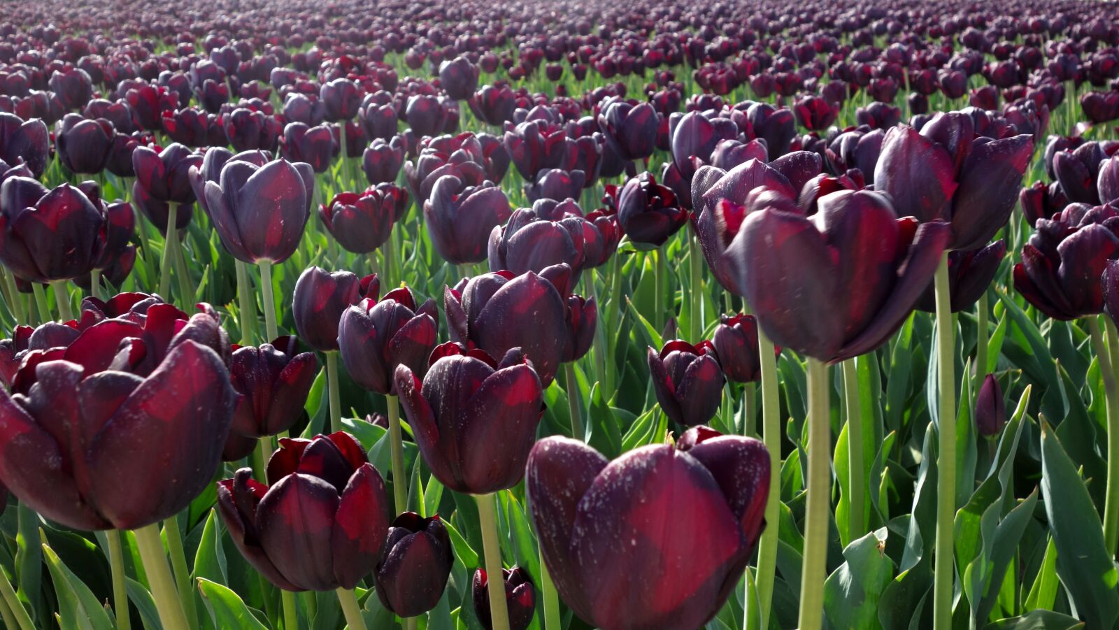 Sony Cyber-shot DSC-RX100 sample photo. Tulips, purple, bulbs photography