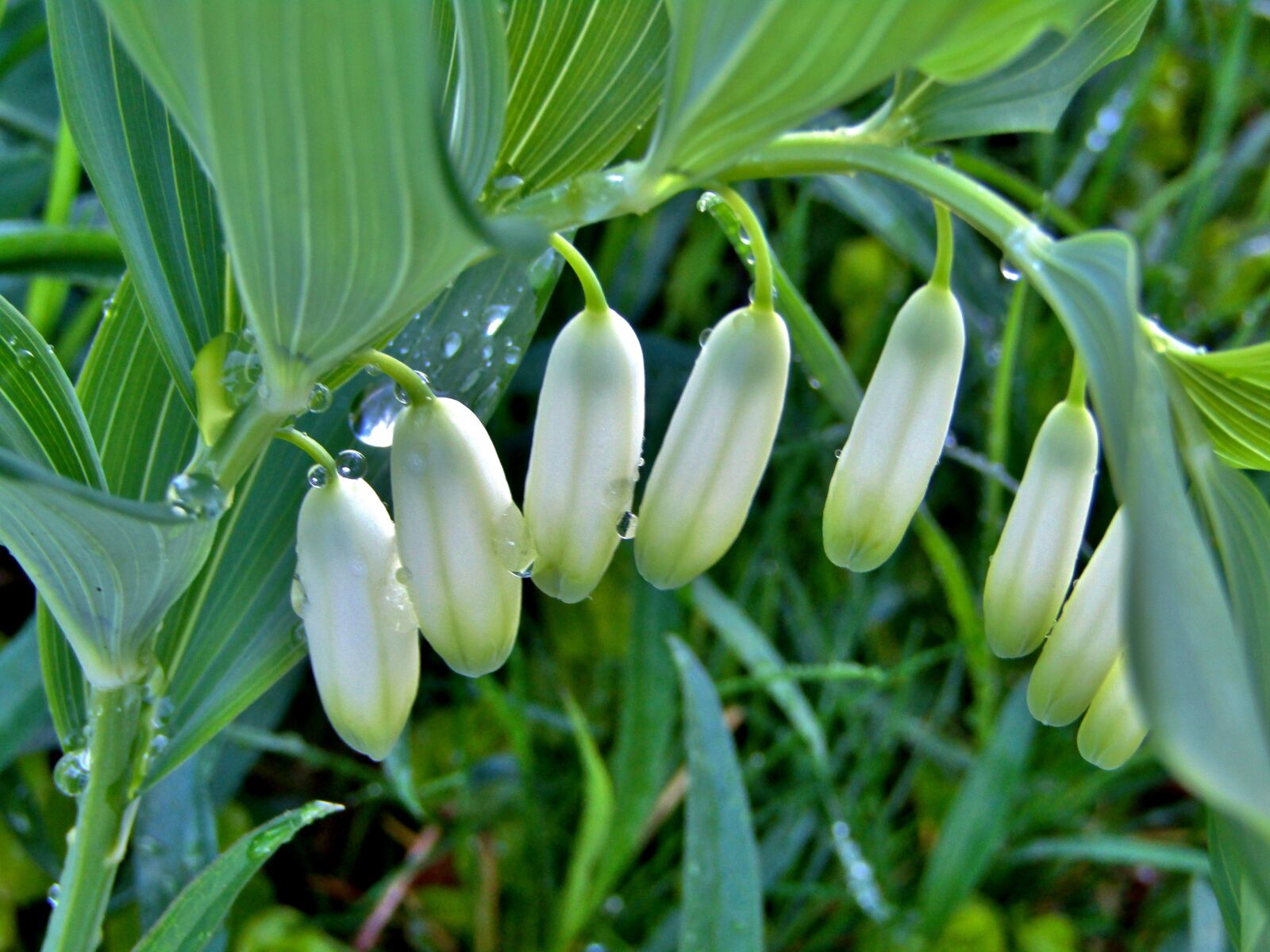 Canon POWERSHOT SX432 IS sample photo. Solomon's seal, fragrant weisswurz photography