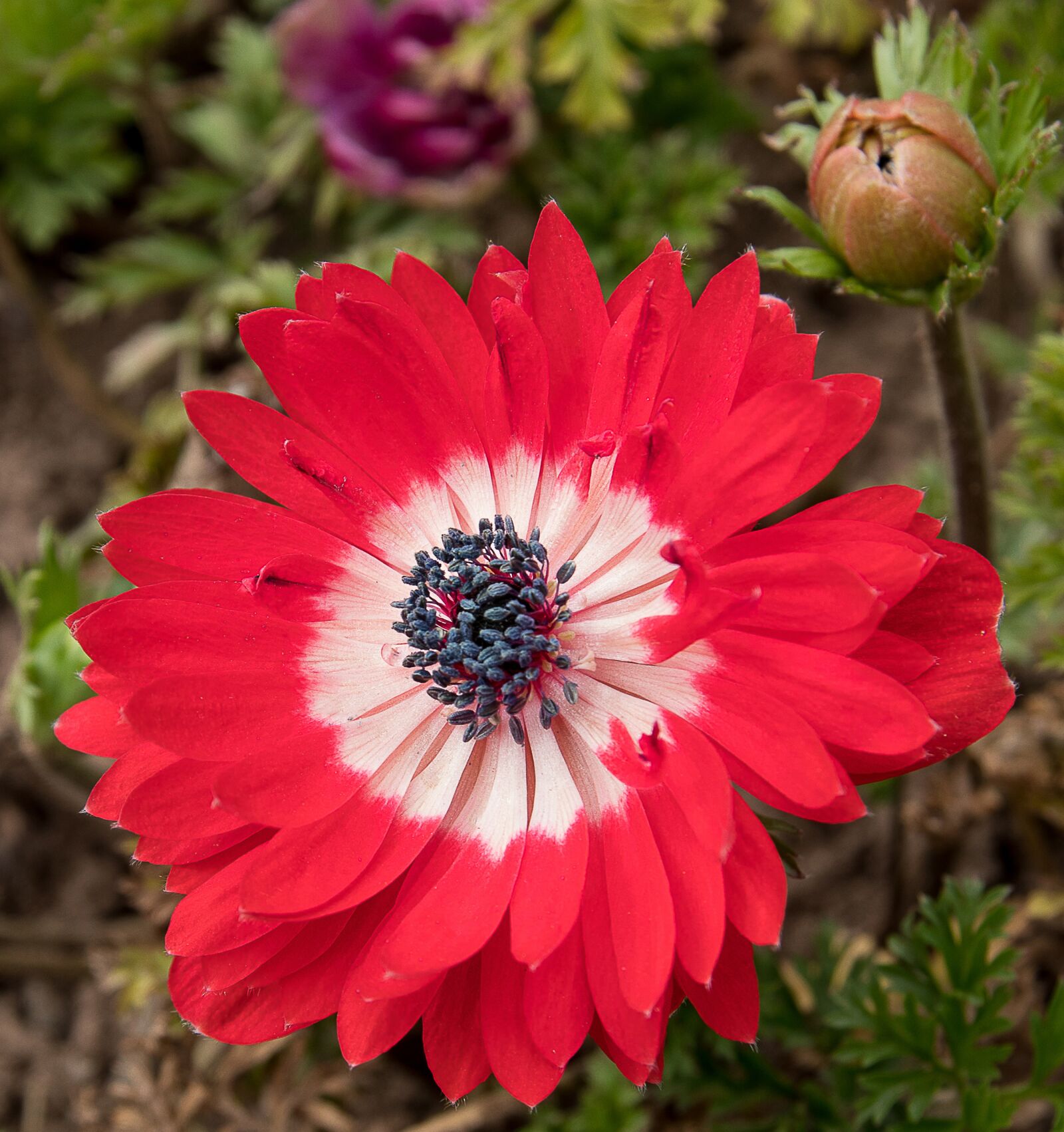 Canon EOS 80D sample photo. Anemone, flower, plant photography