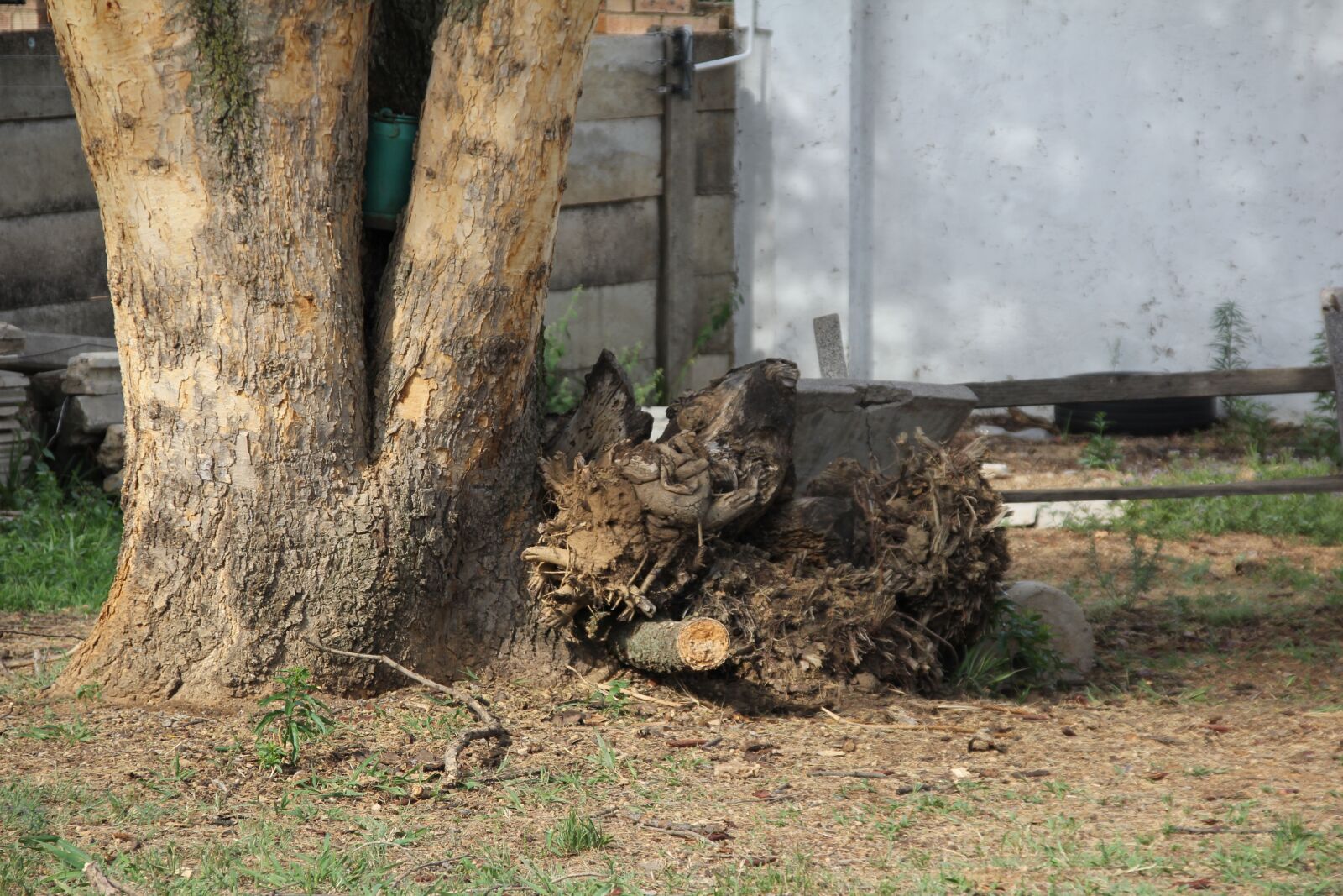 Canon EOS 60D sample photo. Buck, tree, nature photography