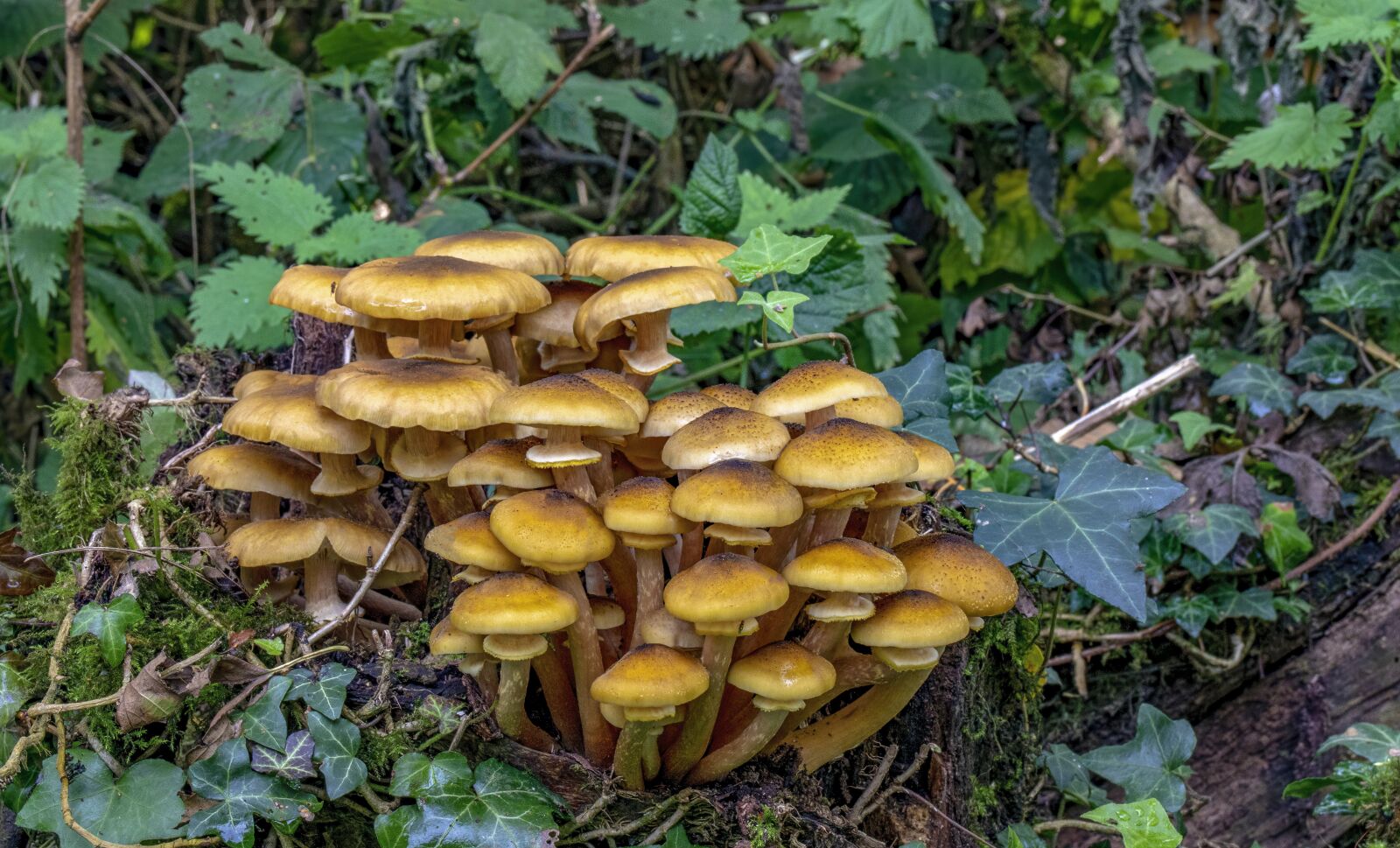 Canon EOS 800D (EOS Rebel T7i / EOS Kiss X9i) sample photo. Sulphur tuft, mushroom, fungi photography