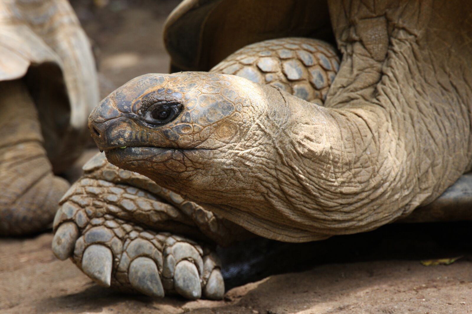 Canon EOS 40D sample photo. Giant tortoise, turtle, reptile photography