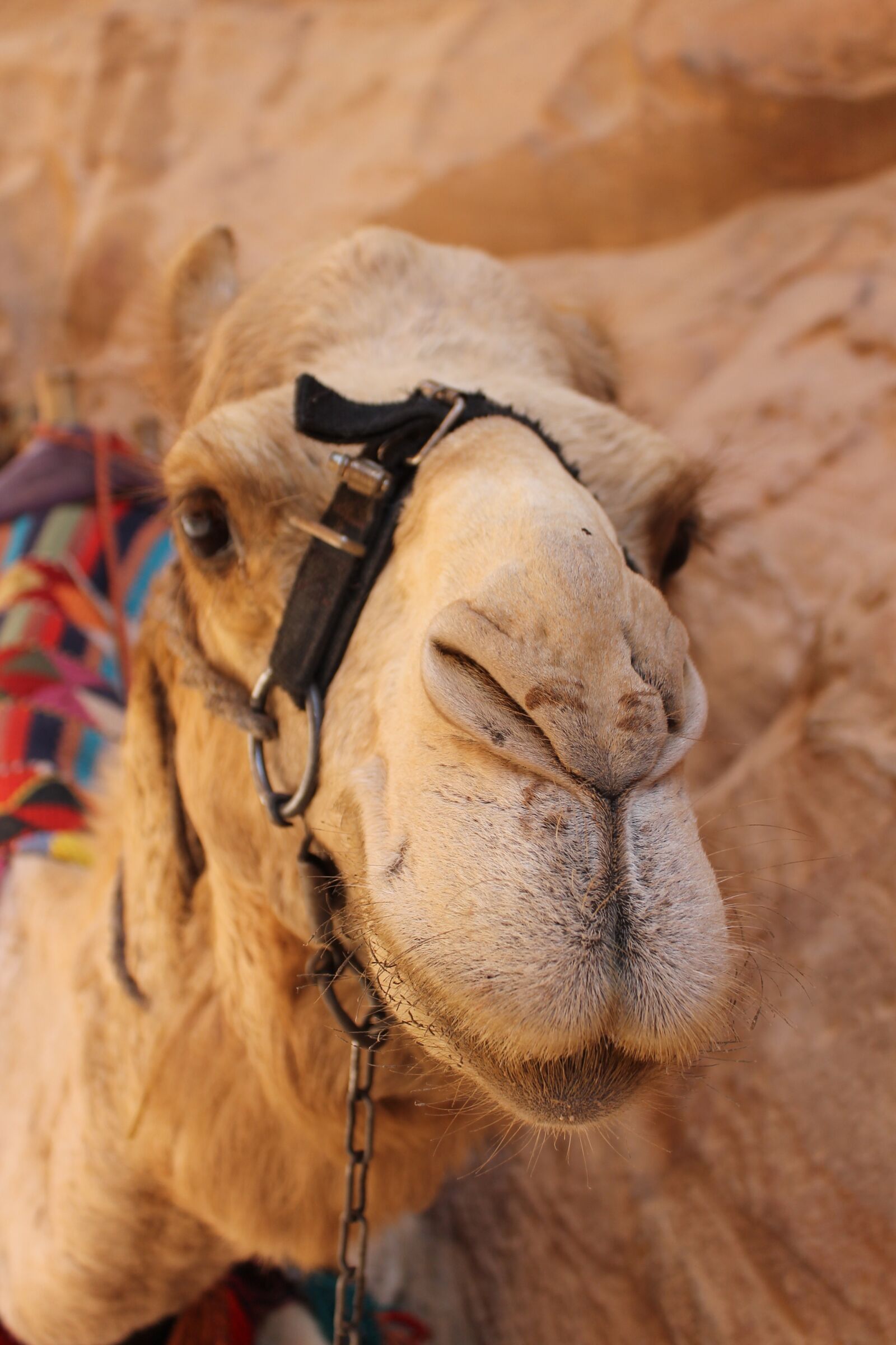 Canon EOS 1100D (EOS Rebel T3 / EOS Kiss X50) sample photo. Dromedary, desert, jordan photography