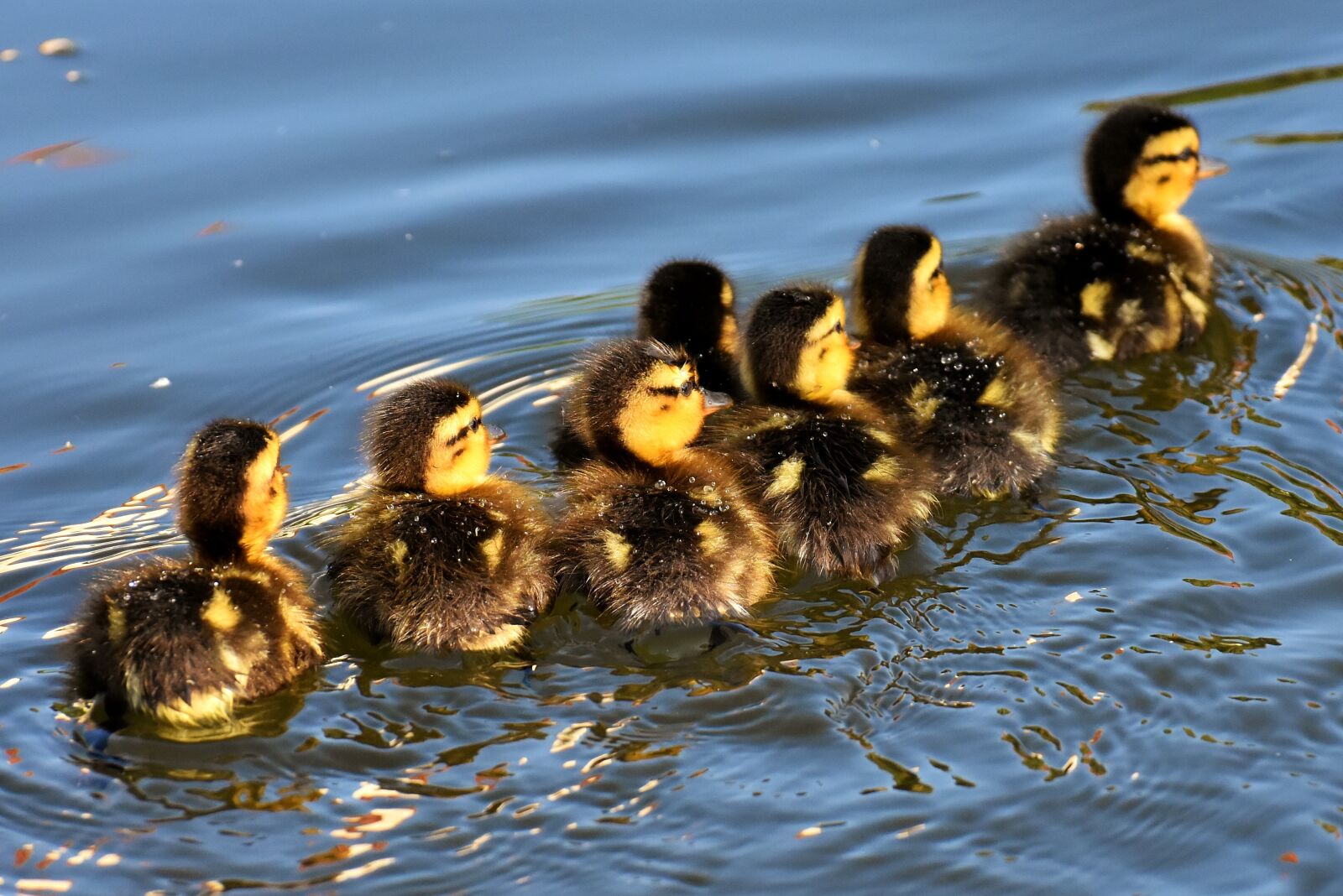 Nikon D7200 sample photo. Mallard, chicks, baby photography