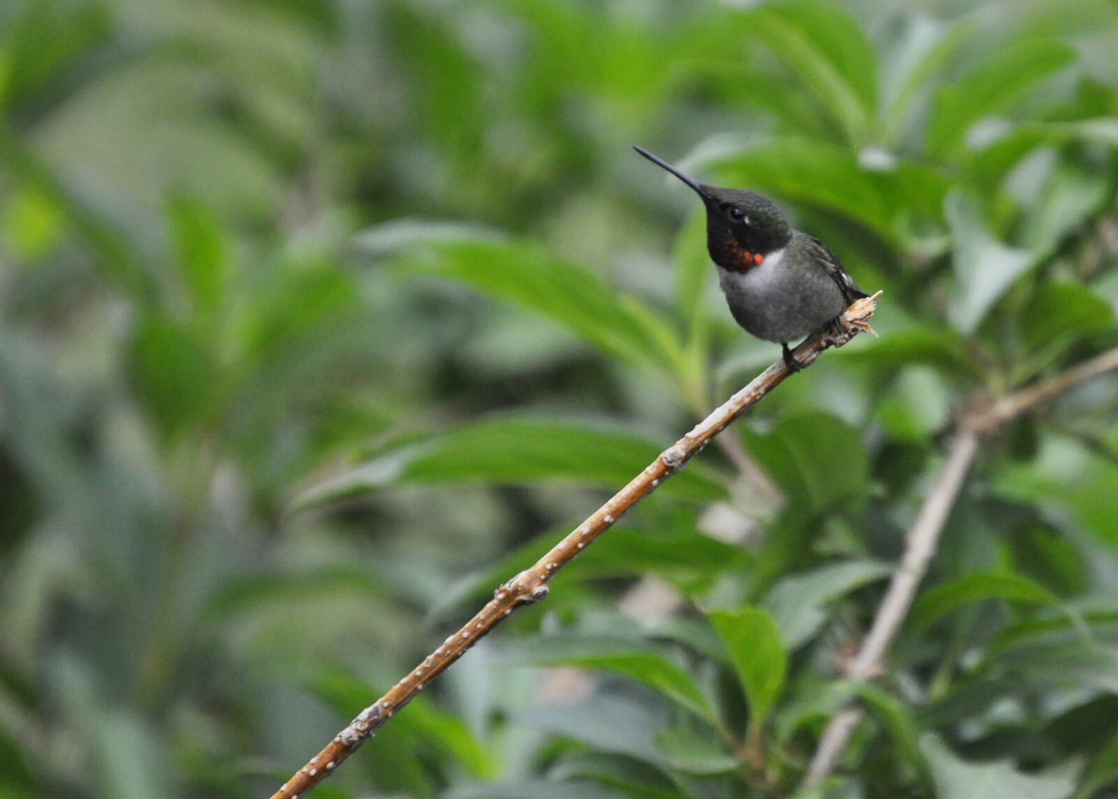 Nikon D5000 sample photo. Hummingbird, nature, wildlife photography
