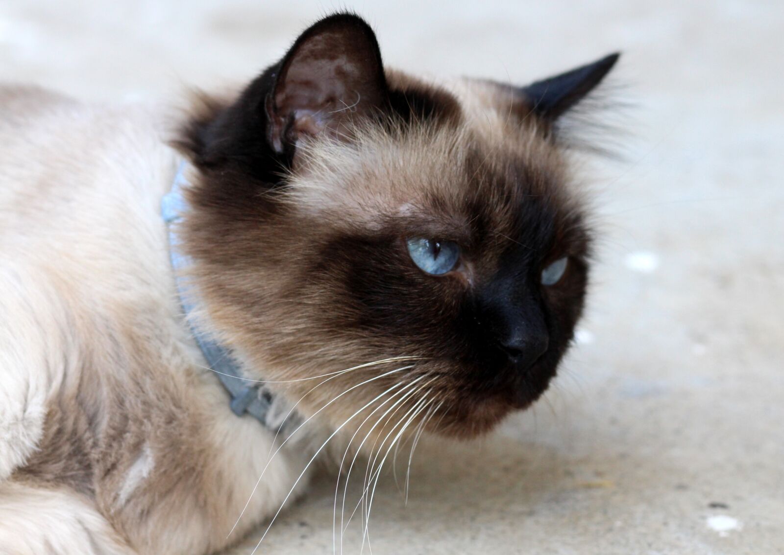 Canon EOS 700D (EOS Rebel T5i / EOS Kiss X7i) + Canon EF 85mm F1.8 USM sample photo. Cat, burmese, tired photography
