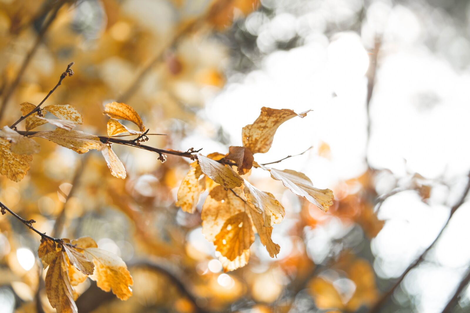 Canon EF 70-200mm F2.8L USM sample photo. Backlight, backlit, leaf photography