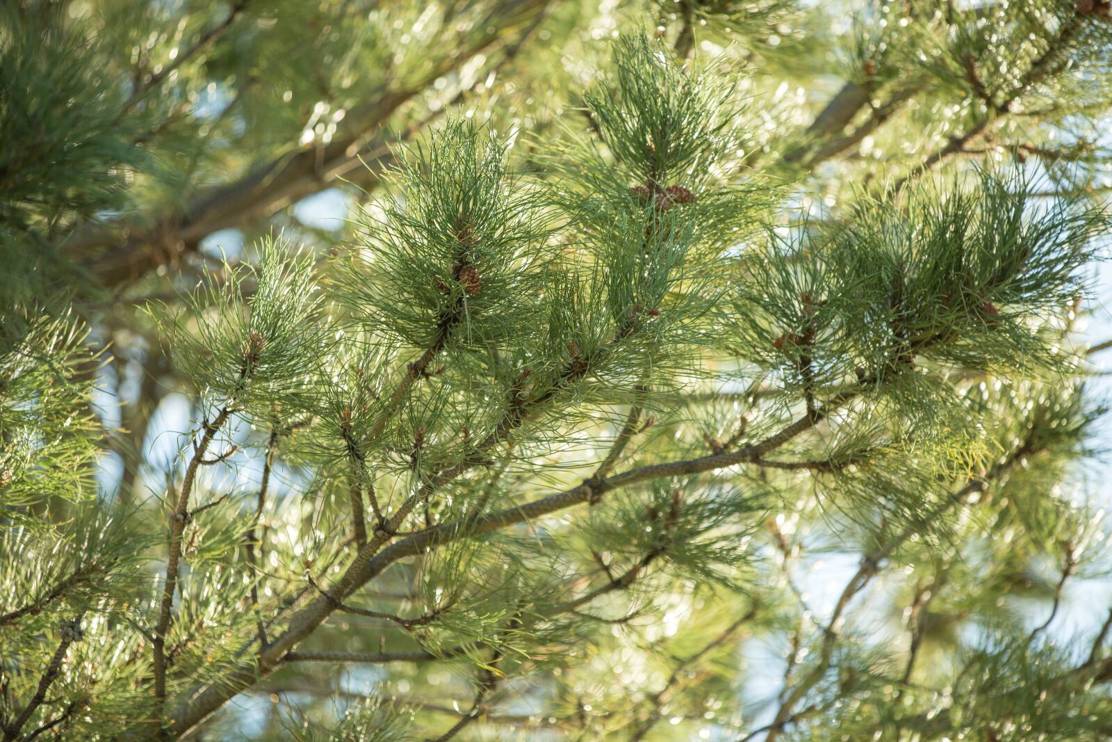 Canon EOS 5D Mark III sample photo. Pines, nature, landscape photography