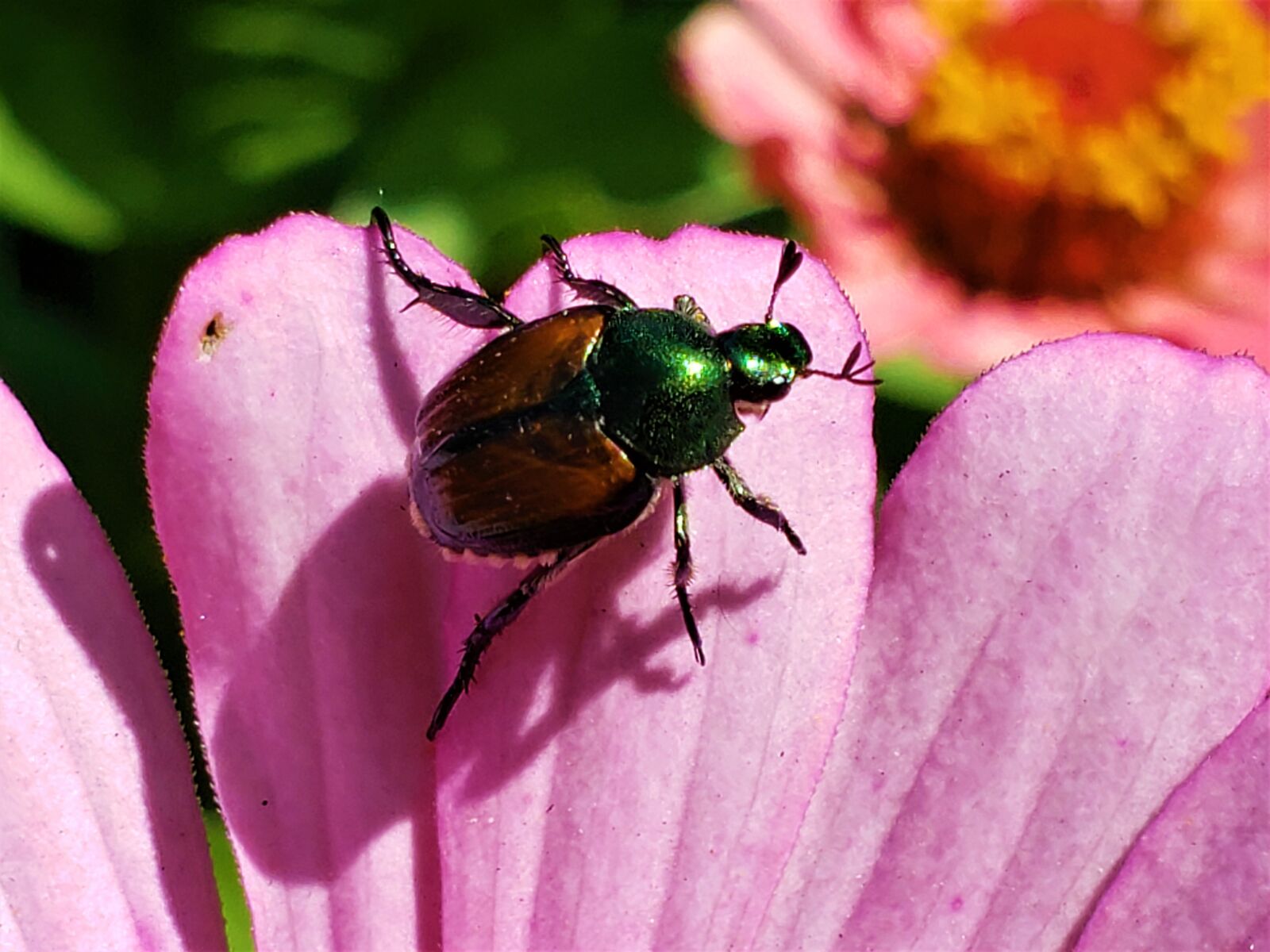Samsung Galaxy S9 sample photo. Beetle, japanese, colorful photography