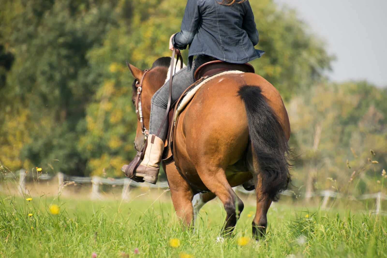 Nikon D3300 sample photo. Grass, mammal, cavalry photography