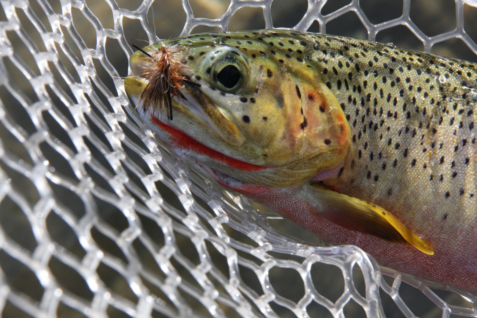 Canon EOS 40D sample photo. Fish, montana, fishing photography