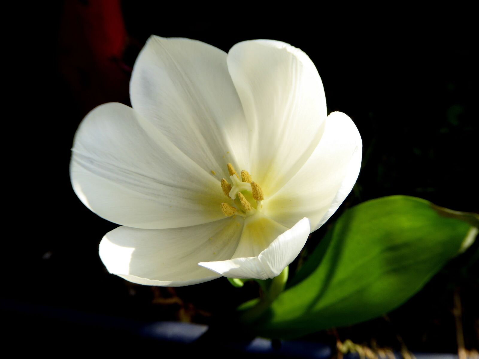 Panasonic DMC-TZ61 sample photo. Mini flower, white, spring photography