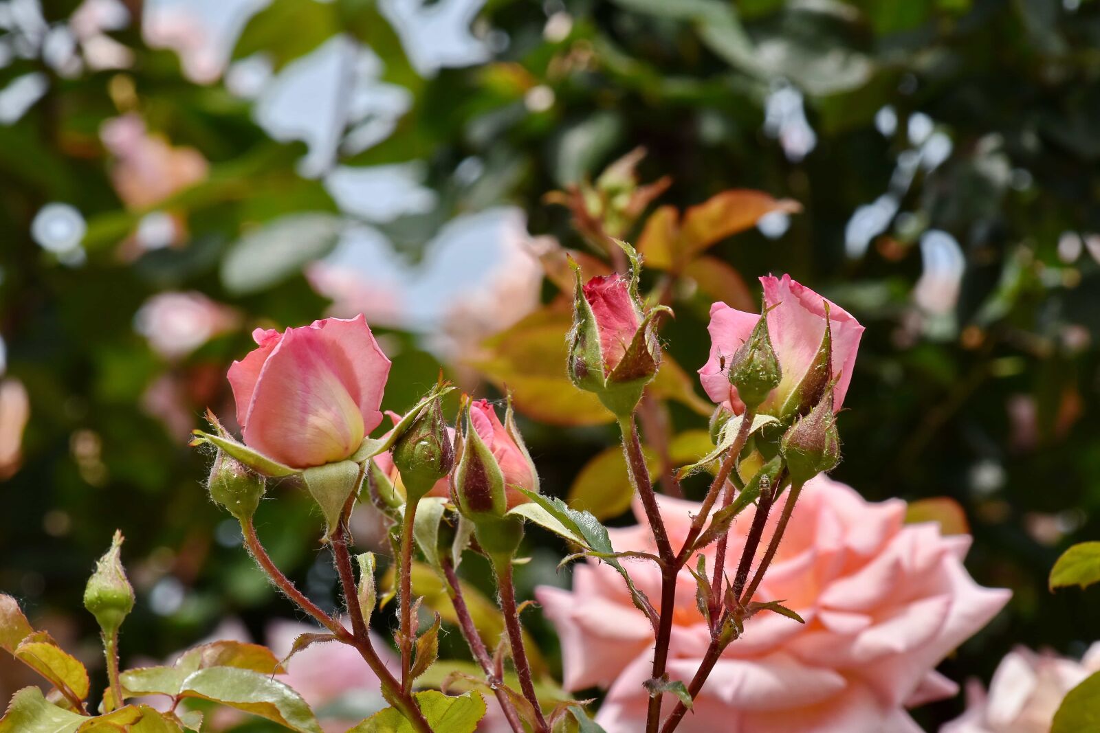 Nikon D5500 sample photo. Branches, flower garden, pink photography