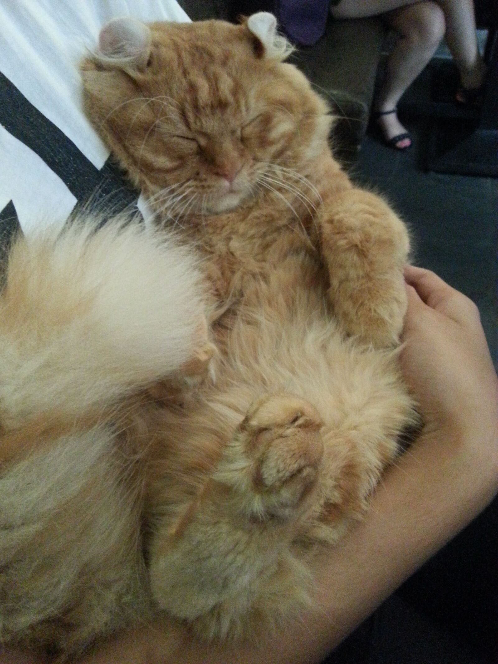 Samsung Galaxy Note2 sample photo. Volume ear cat, cat photography