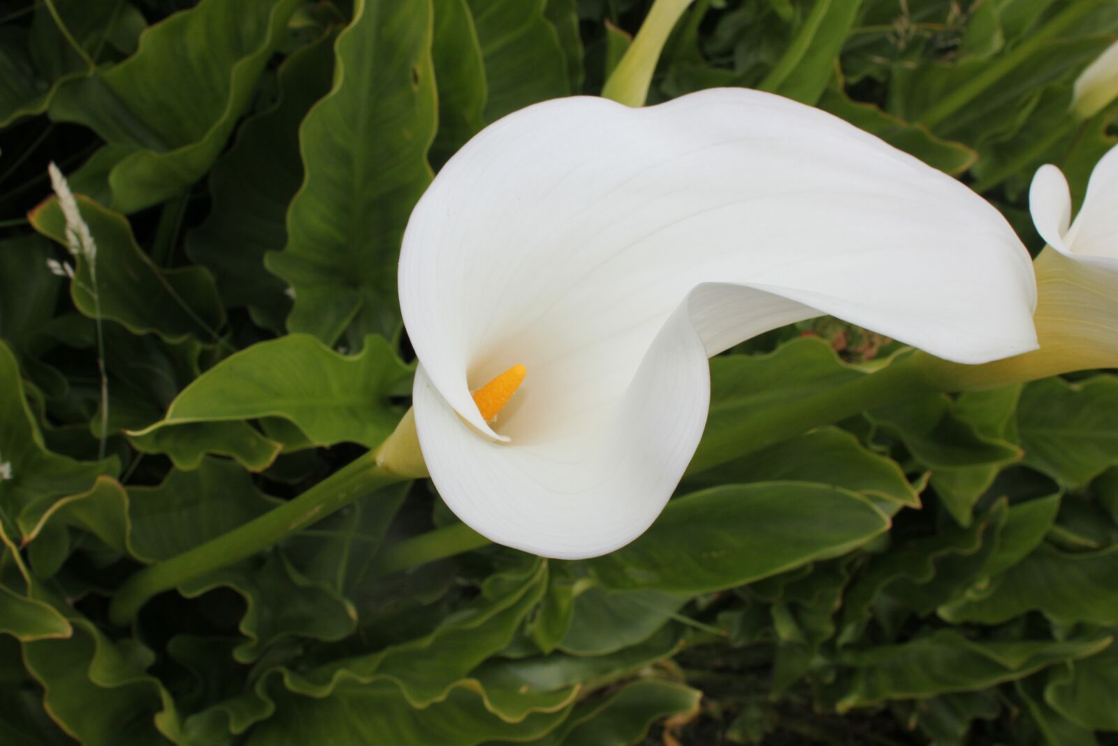 Canon EOS 550D (EOS Rebel T2i / EOS Kiss X4) sample photo. Flower, lilly, calla lilly photography
