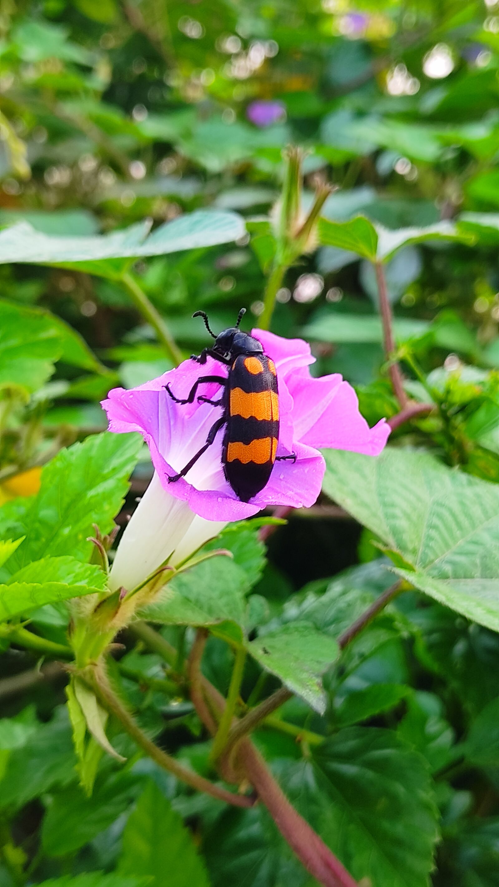 Xiaomi Redmi Note 9 Pro sample photo. Flower, mobile shoot, insect photography