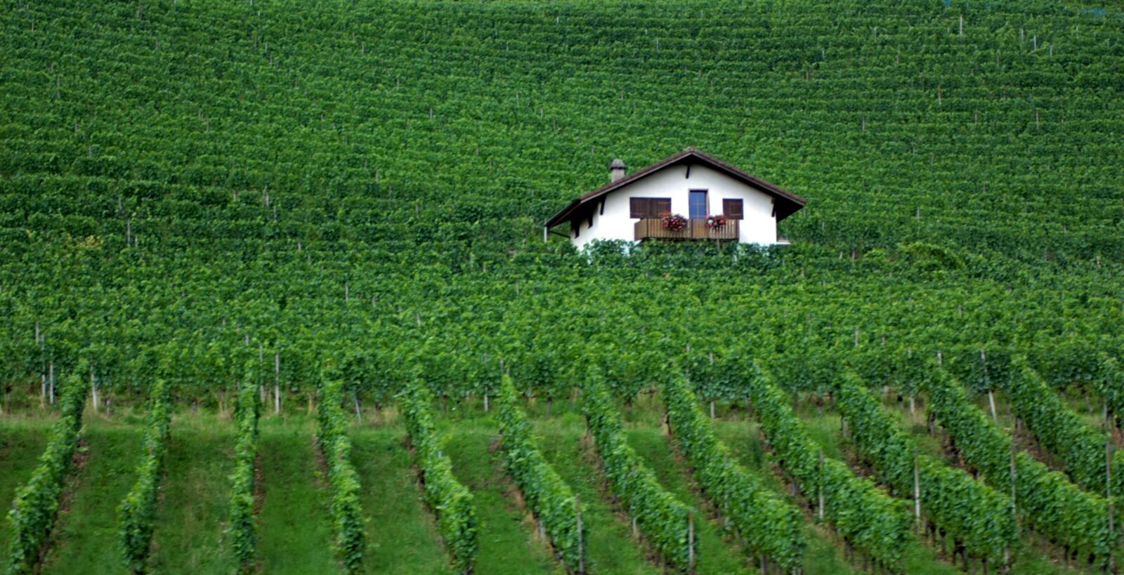 Canon EOS 450D (EOS Rebel XSi / EOS Kiss X2) sample photo. Green, winyard, swiss photography