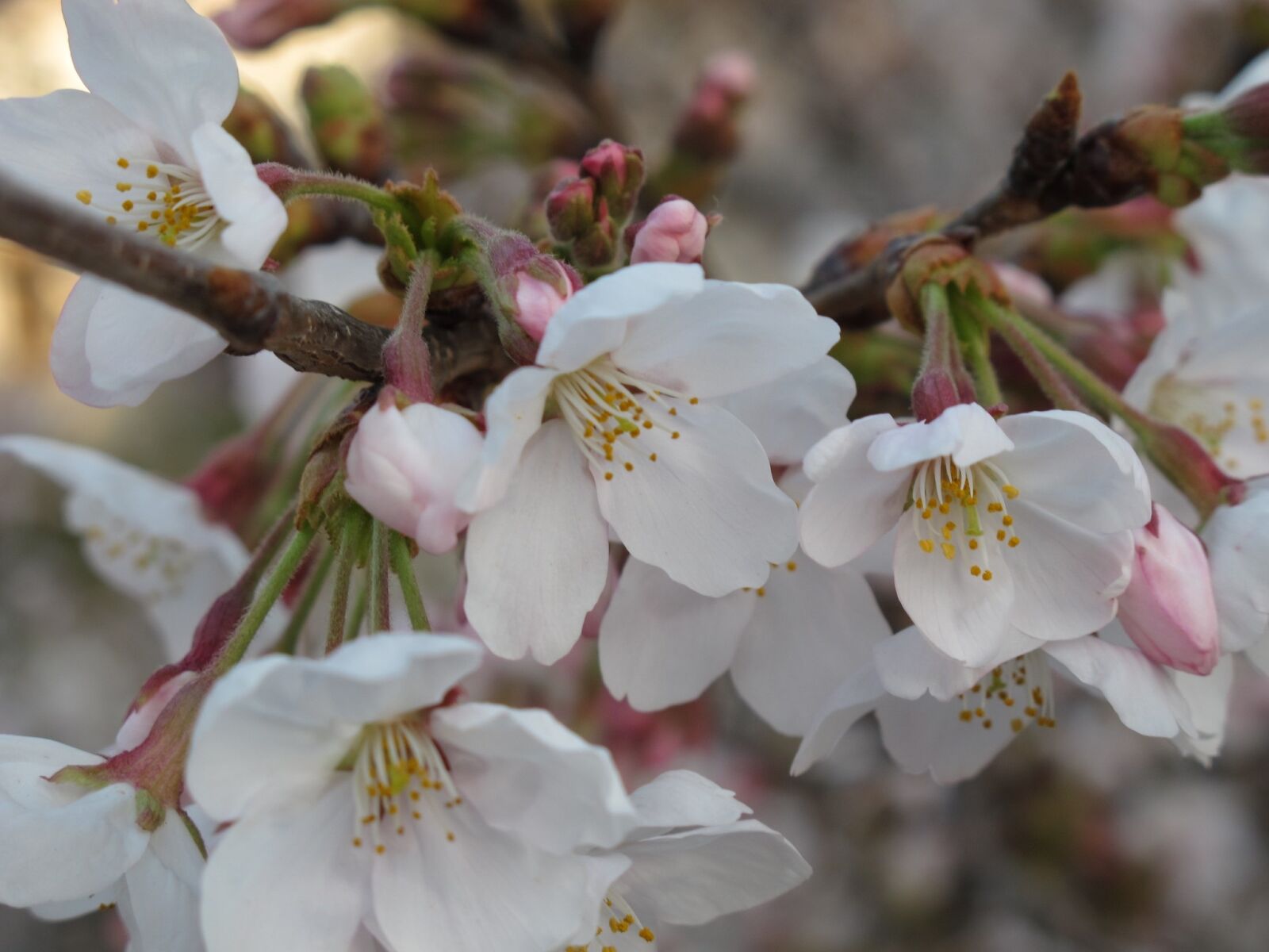 Canon PowerShot G11 sample photo. Cherry blossoms, petal, flowering photography