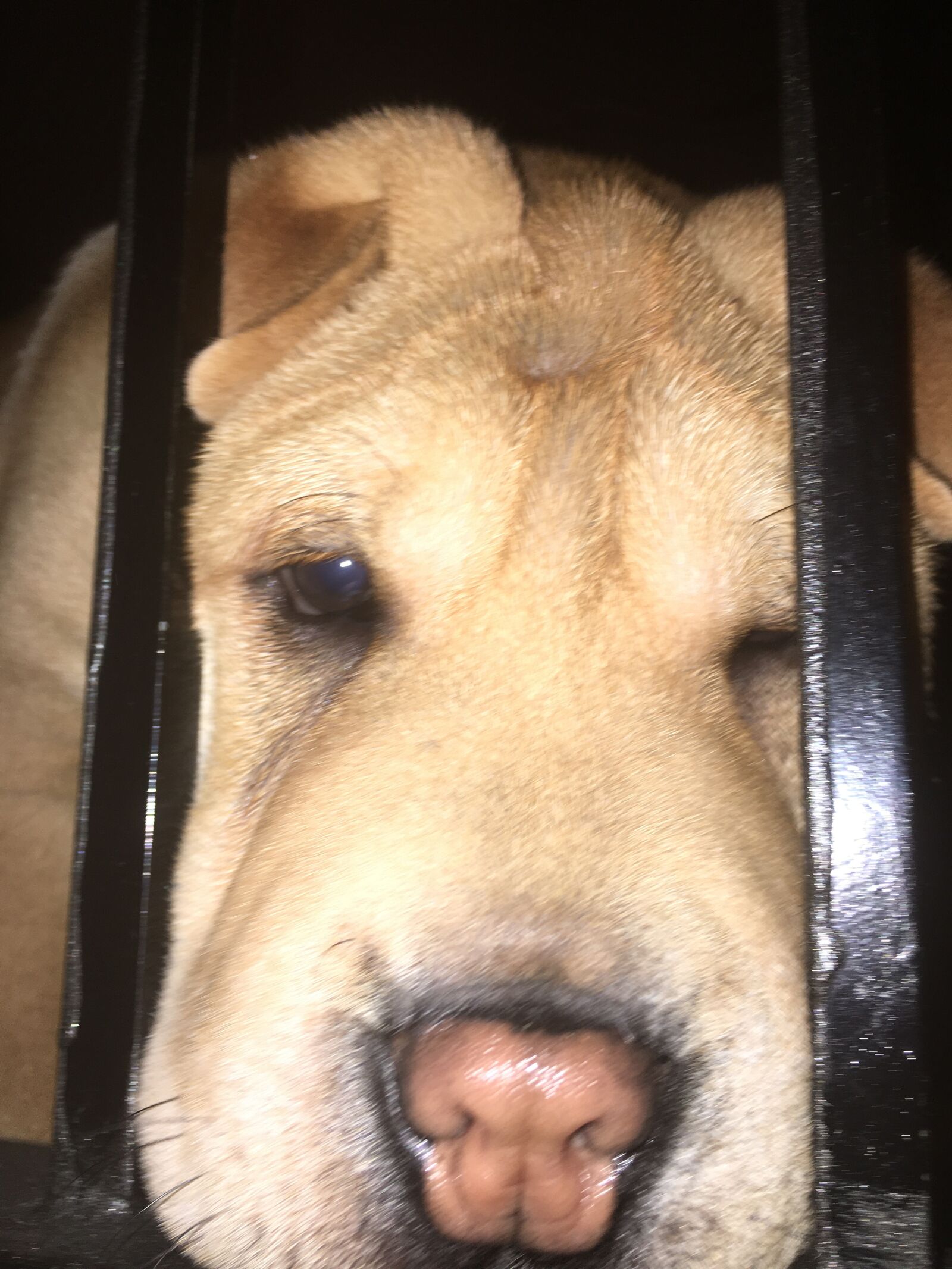 Apple iPhone 6s sample photo. Dog, sharpei, face photography