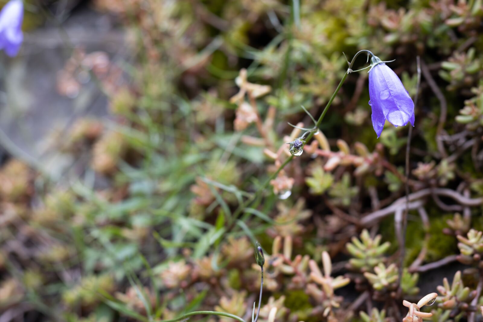 Canon EOS 250D (EOS Rebel SL3 / EOS Kiss X10 / EOS 200D II) sample photo. Bluebell, flower, nature photography