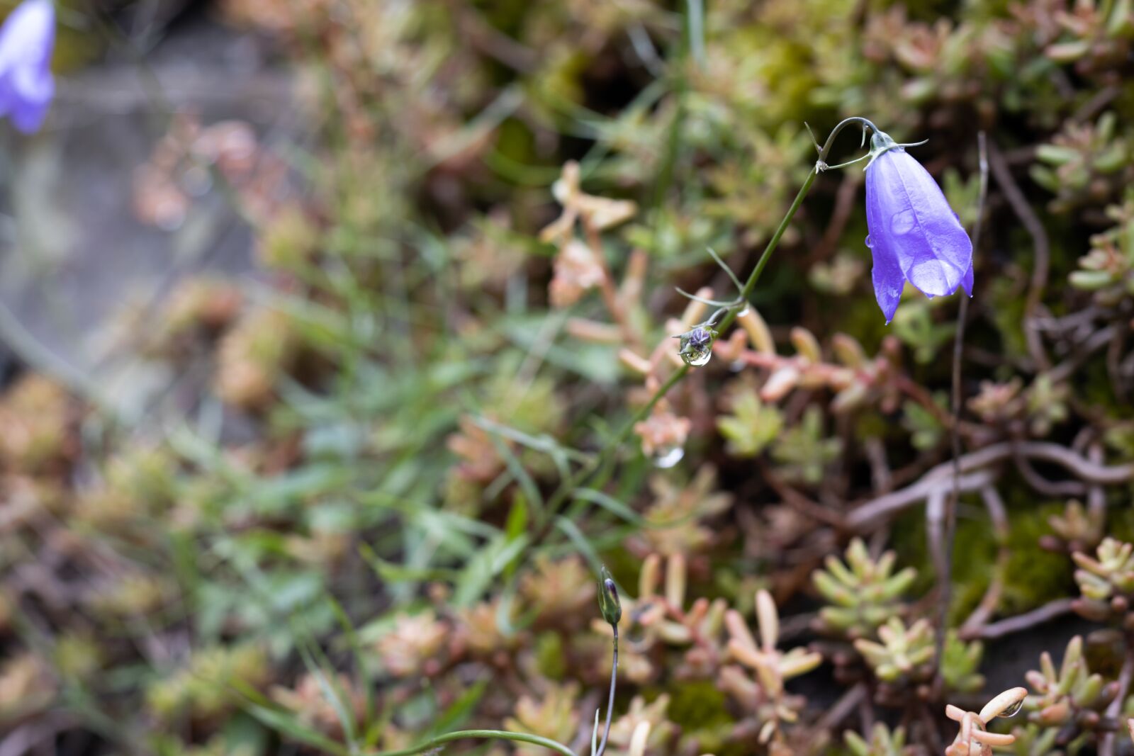 Canon EOS 250D (EOS Rebel SL3 / EOS Kiss X10 / EOS 200D II) + Canon EF 50mm F1.8 STM sample photo. Bluebell, flower, nature photography