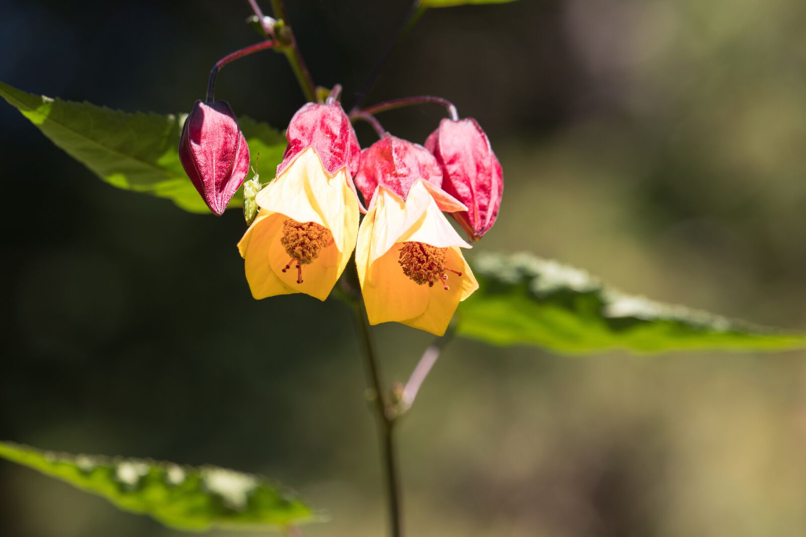 Canon EF-S 55-250mm F4-5.6 IS STM sample photo. Velvetleaf, flower, plant photography