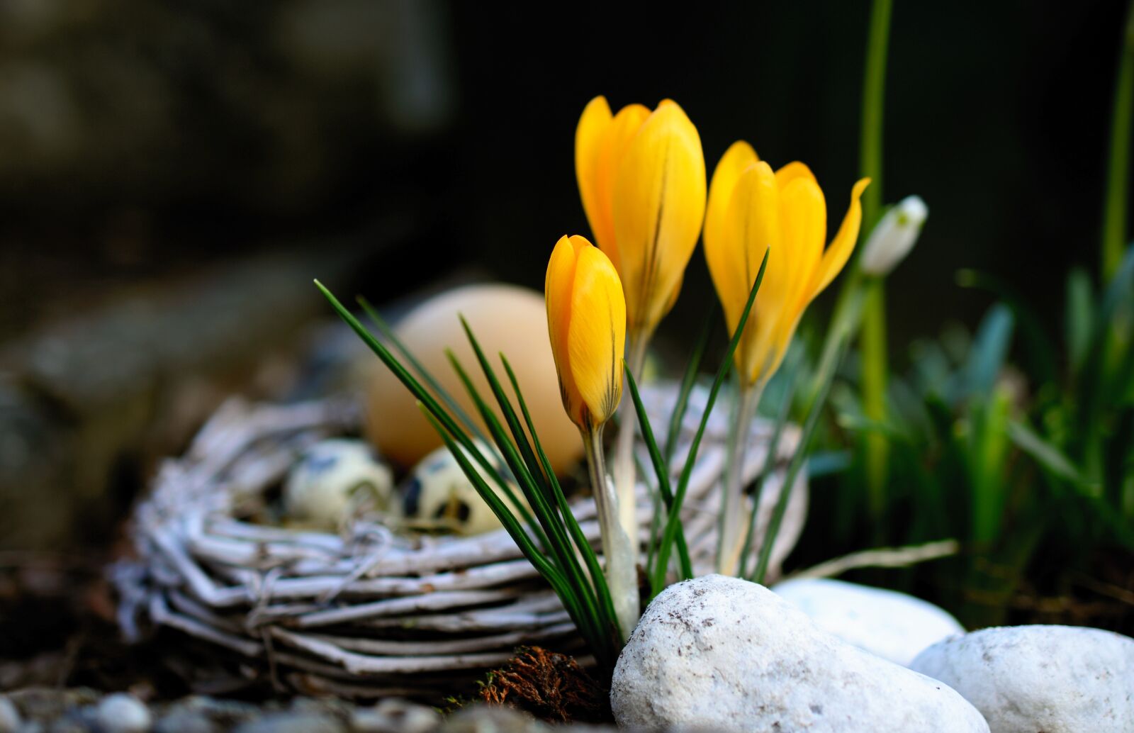 Nikon D5200 sample photo. Crocus, yellow crocuses, flowers photography