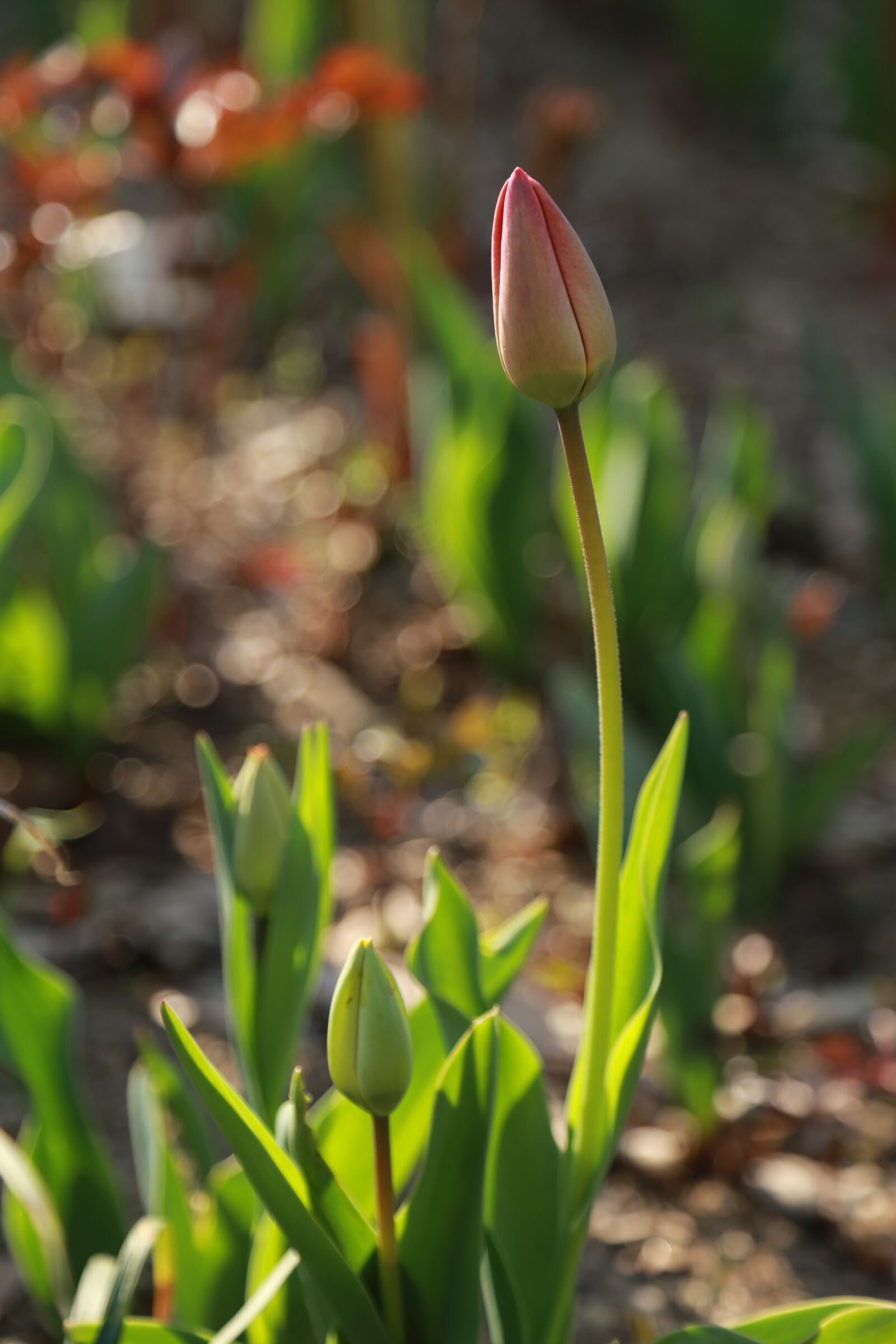 Canon EOS 6D + Canon EF 24-105mm F4L IS USM sample photo. Tulip, flowers, bud photography