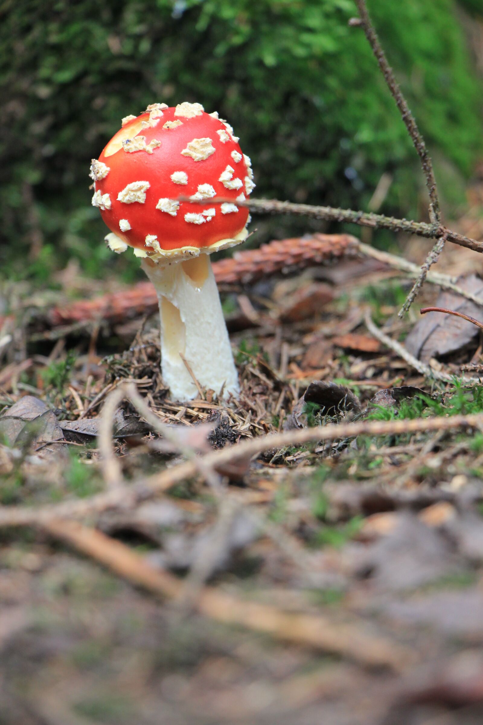 Canon EOS 550D (EOS Rebel T2i / EOS Kiss X4) sample photo. Mushroom, forest, autumn photography