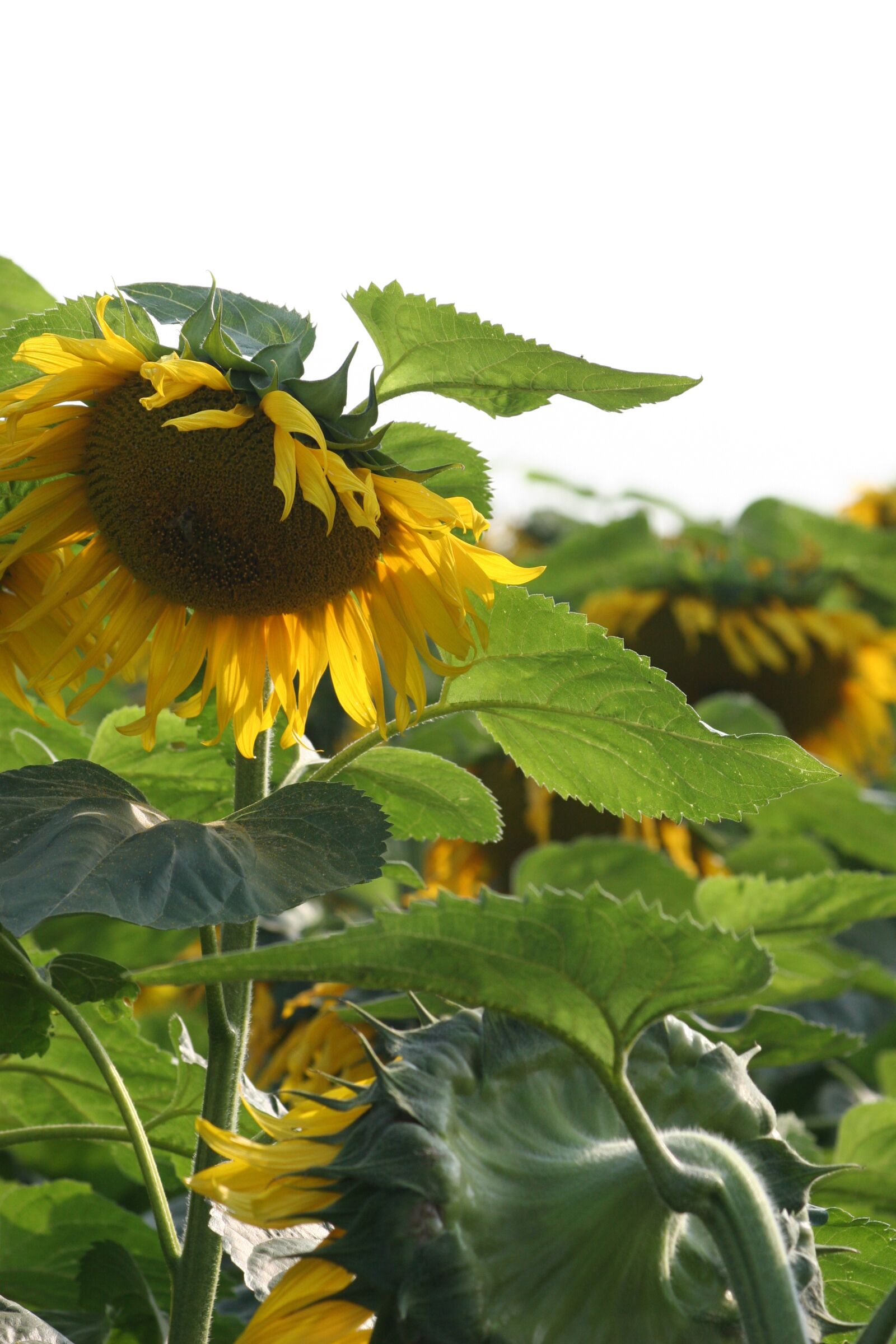 Canon EOS 20D sample photo. Sunflower, blossom, bloom photography