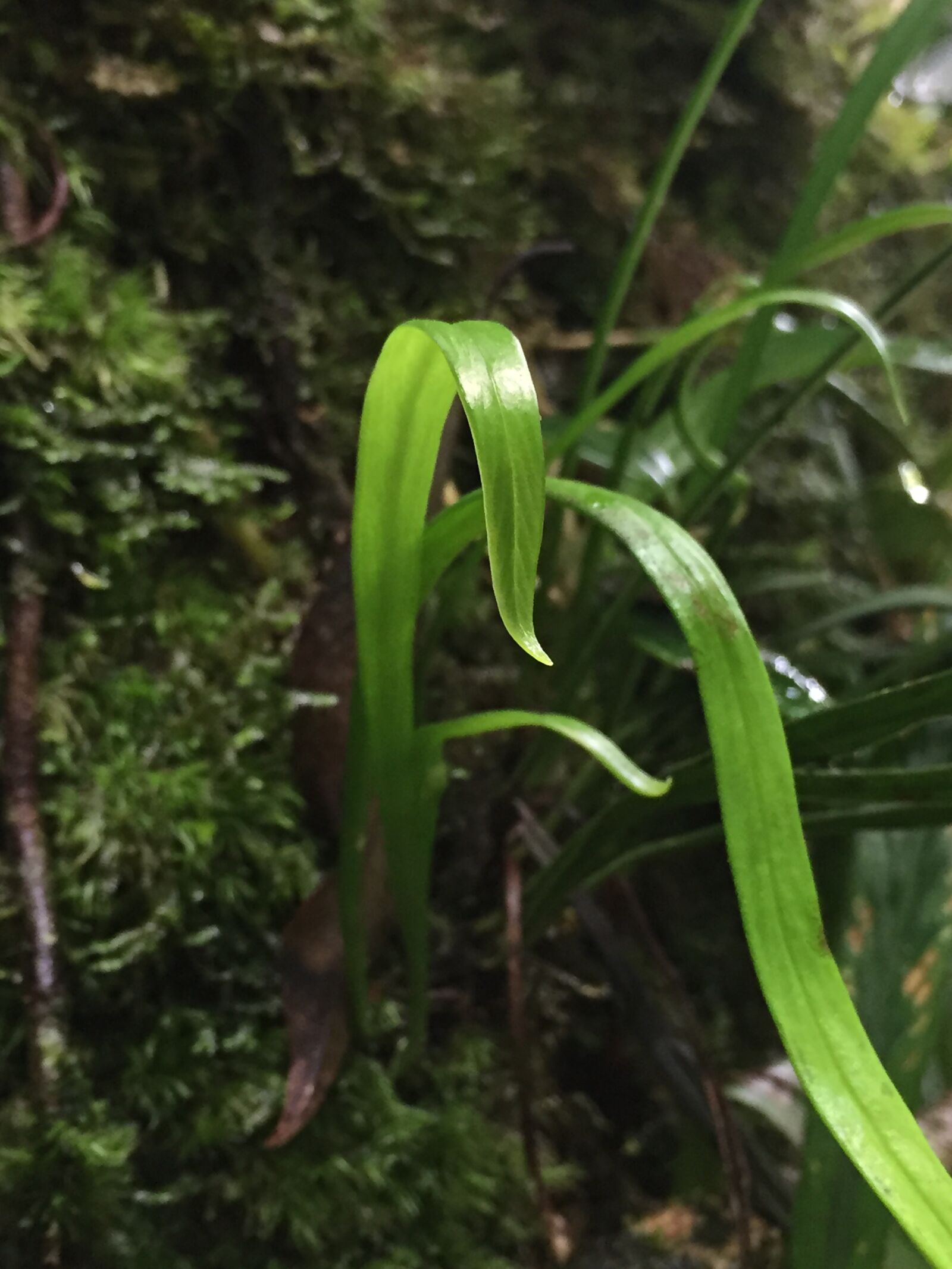 iPhone 6 back camera 4.15mm f/2.2 sample photo. Nature, of the central photography