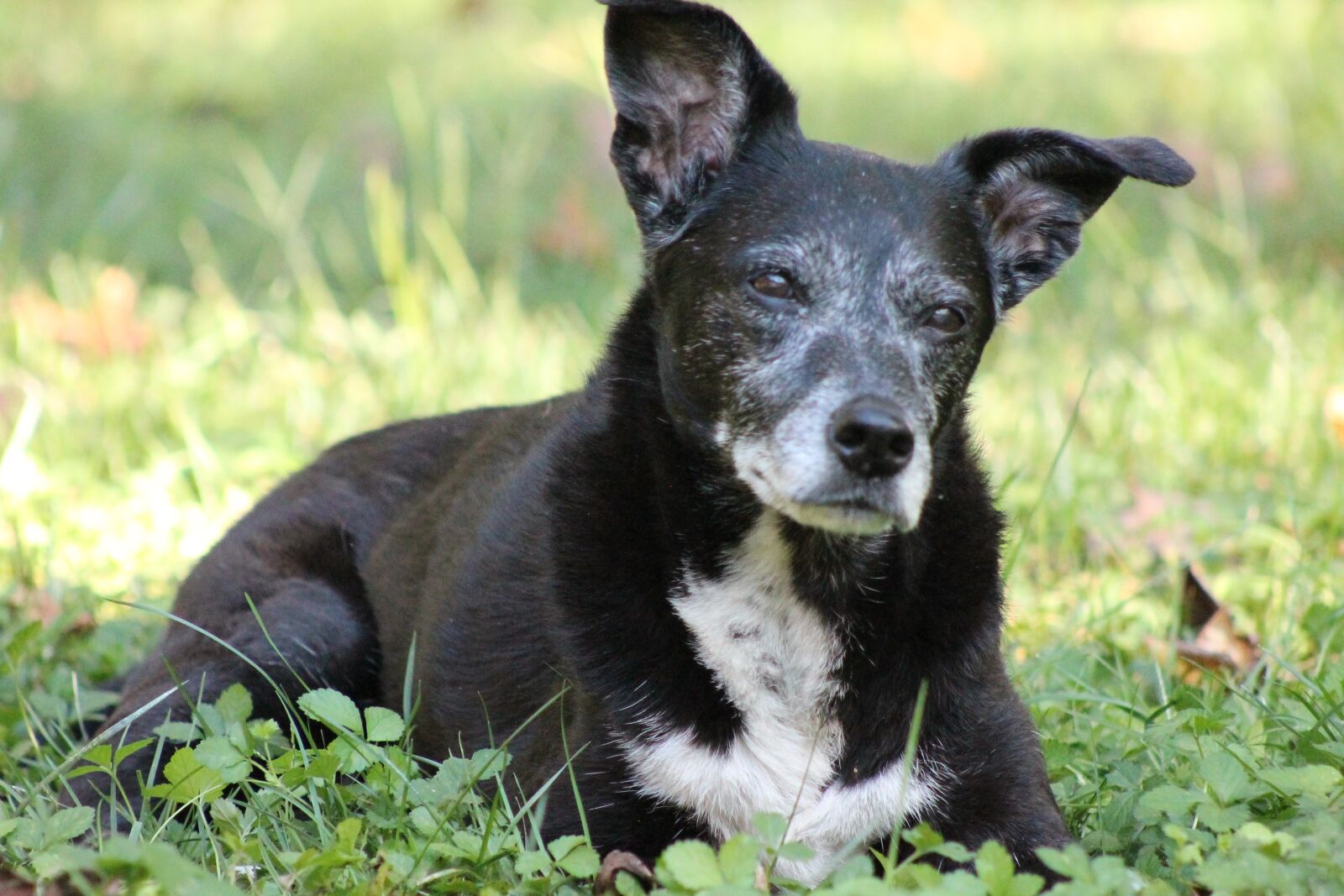 Canon EF 75-300mm f/4-5.6 sample photo. Dog, animal, mature photography