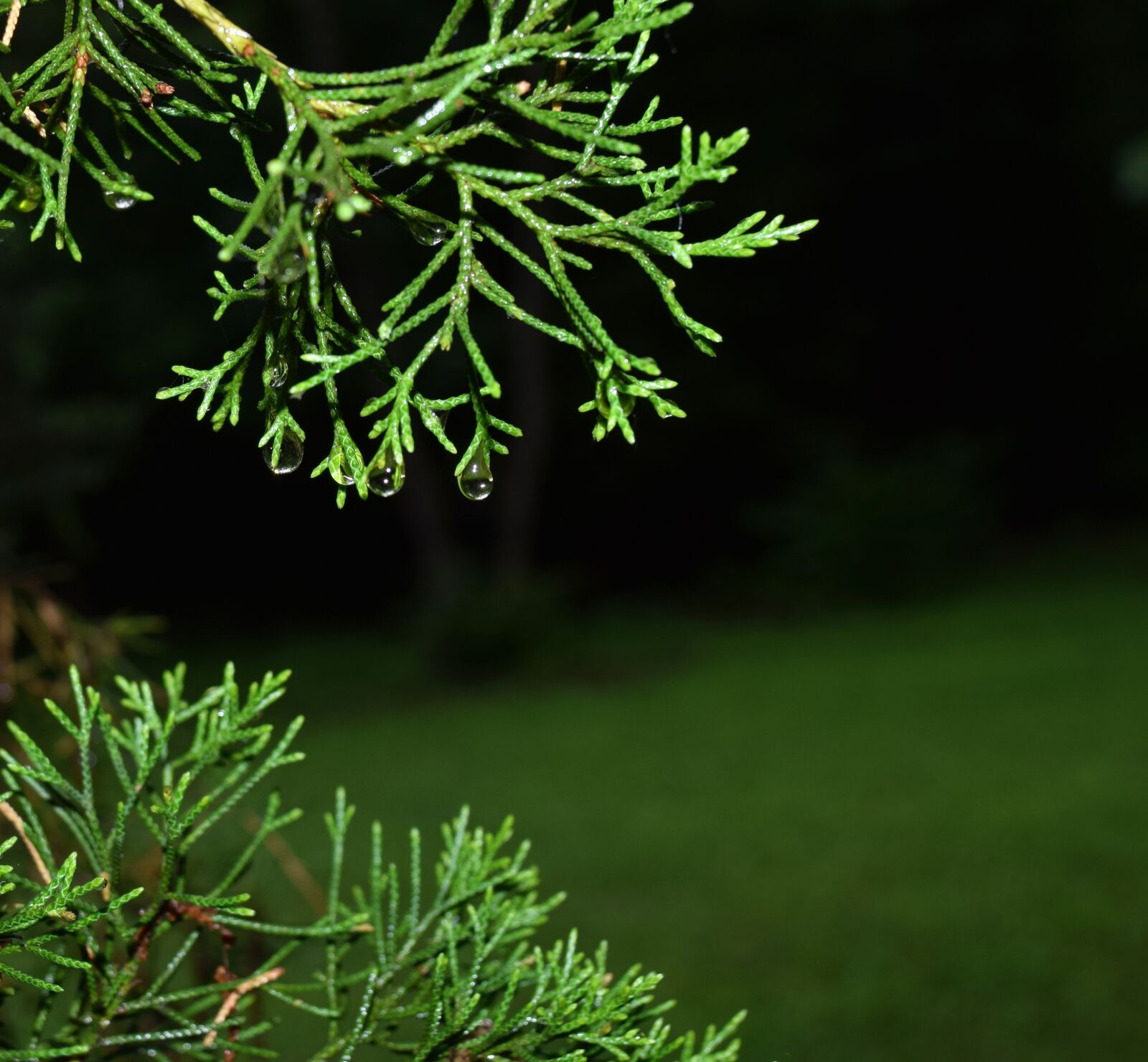 Nikon D5300 sample photo. Rain, tree, plant photography