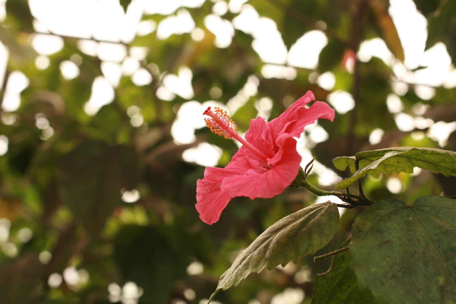 Canon EOS 400D (EOS Digital Rebel XTi / EOS Kiss Digital X) sample photo. Hibiscus, tropical, exotic photography