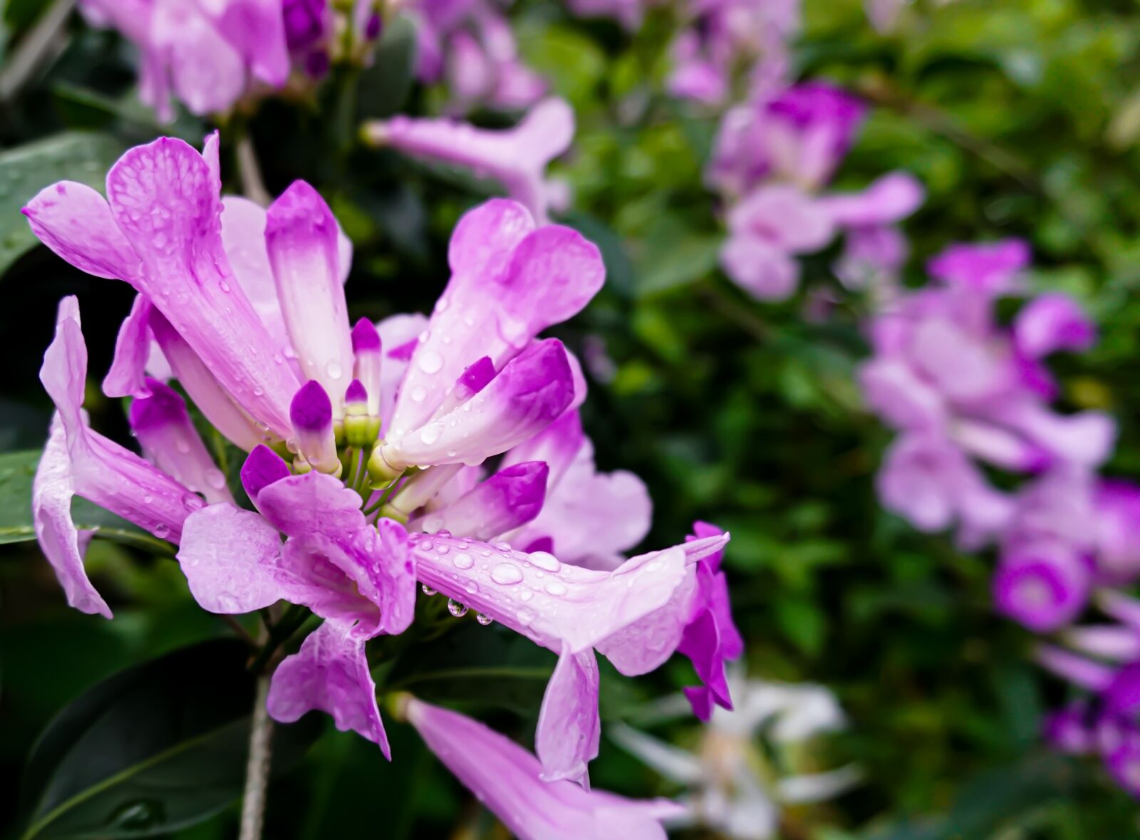 Sony a6000 sample photo. Flowers, purple, nature photography