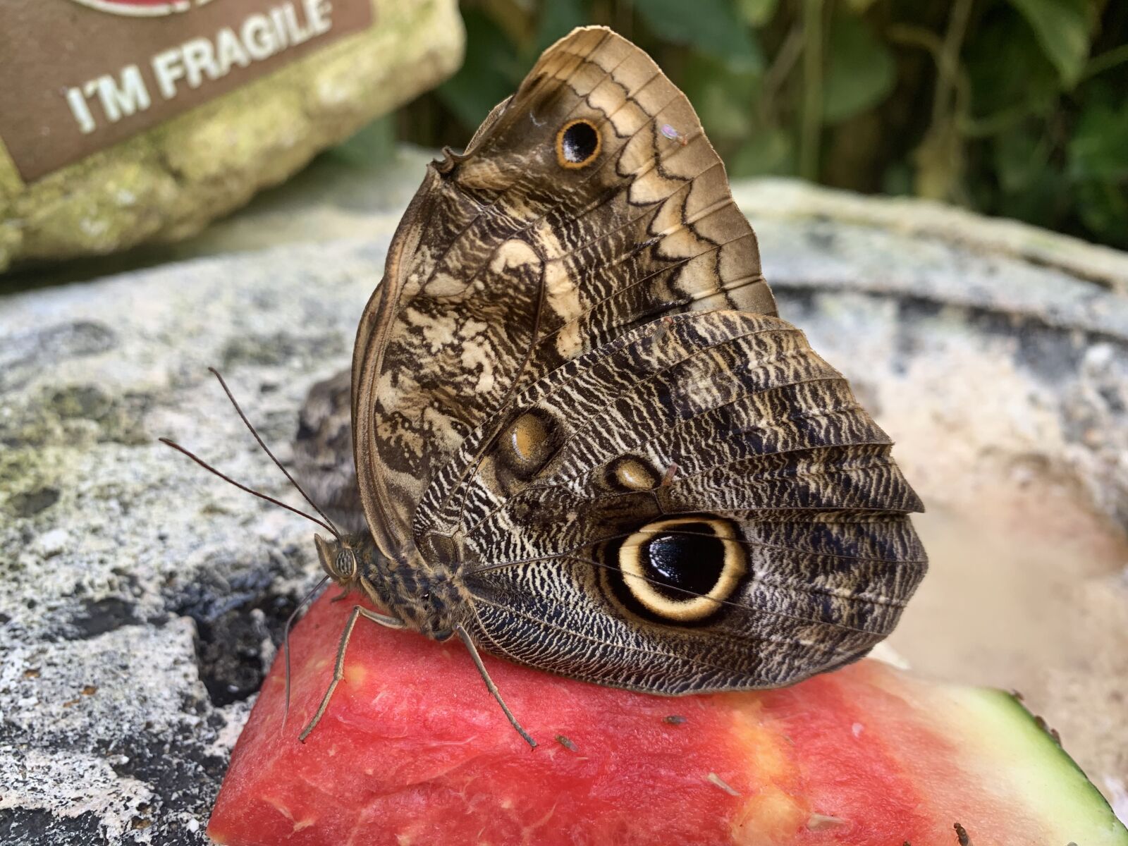 Apple iPhone XR sample photo. Butterfly, flight, delicate photography