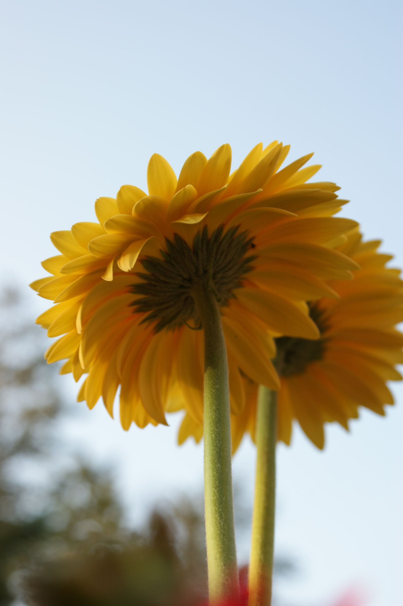Sony Alpha DSLR-A350 sample photo. Daisy, gerbera, daisies photography