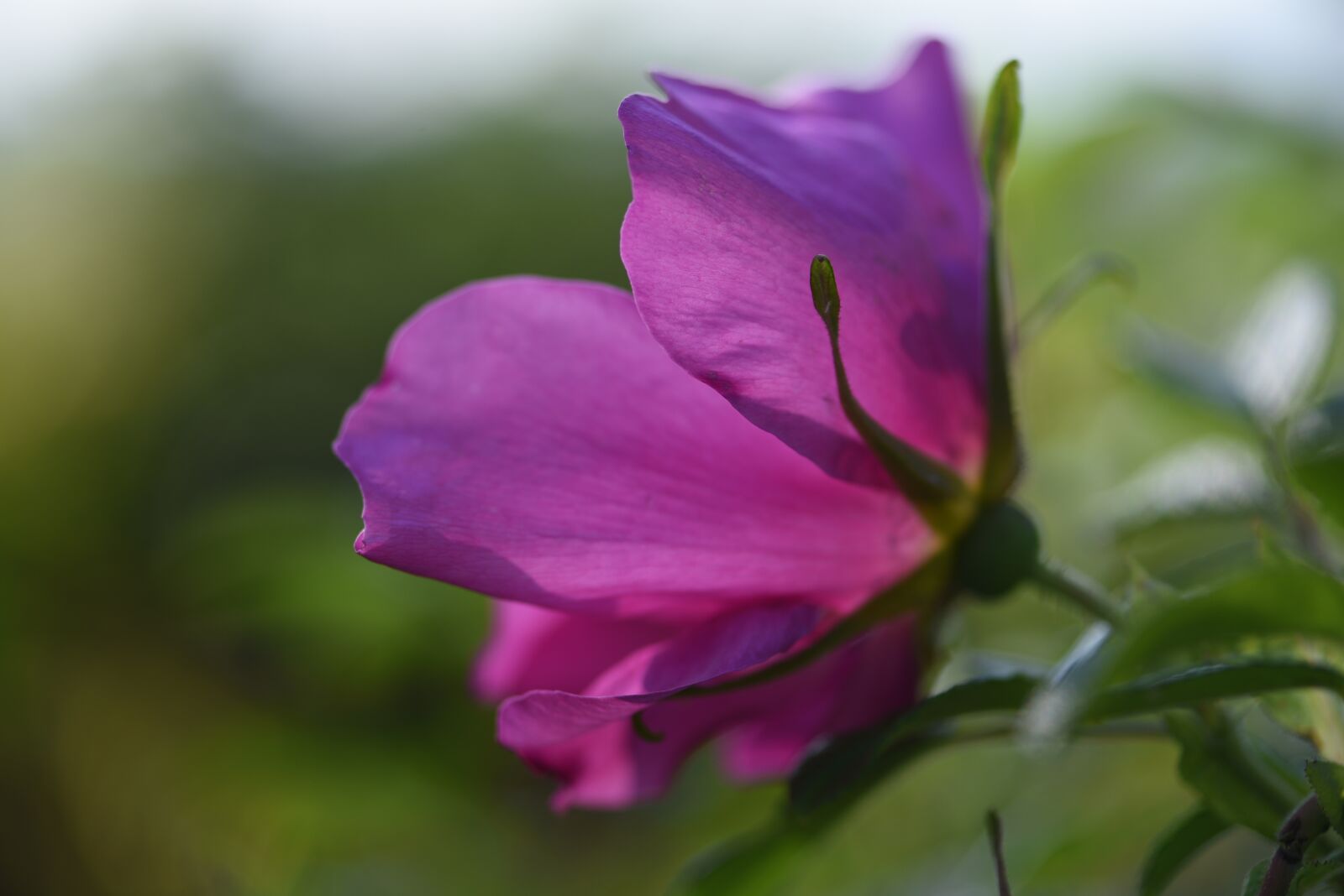 Nikon D750 sample photo. Rose, bloom, floral photography