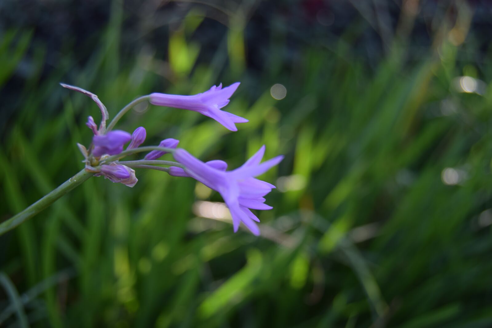 Nikon D3300 sample photo. Flowers, nature, spring photography