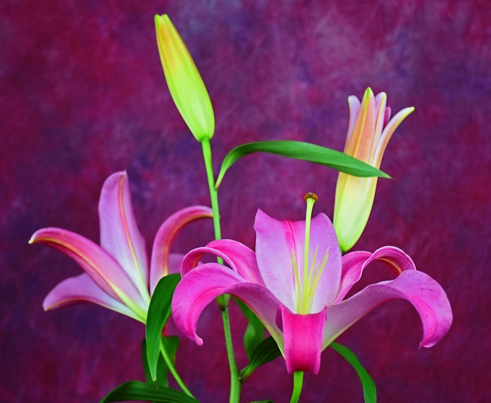 Nikon D5500 sample photo. Lily, flower, bloom photography