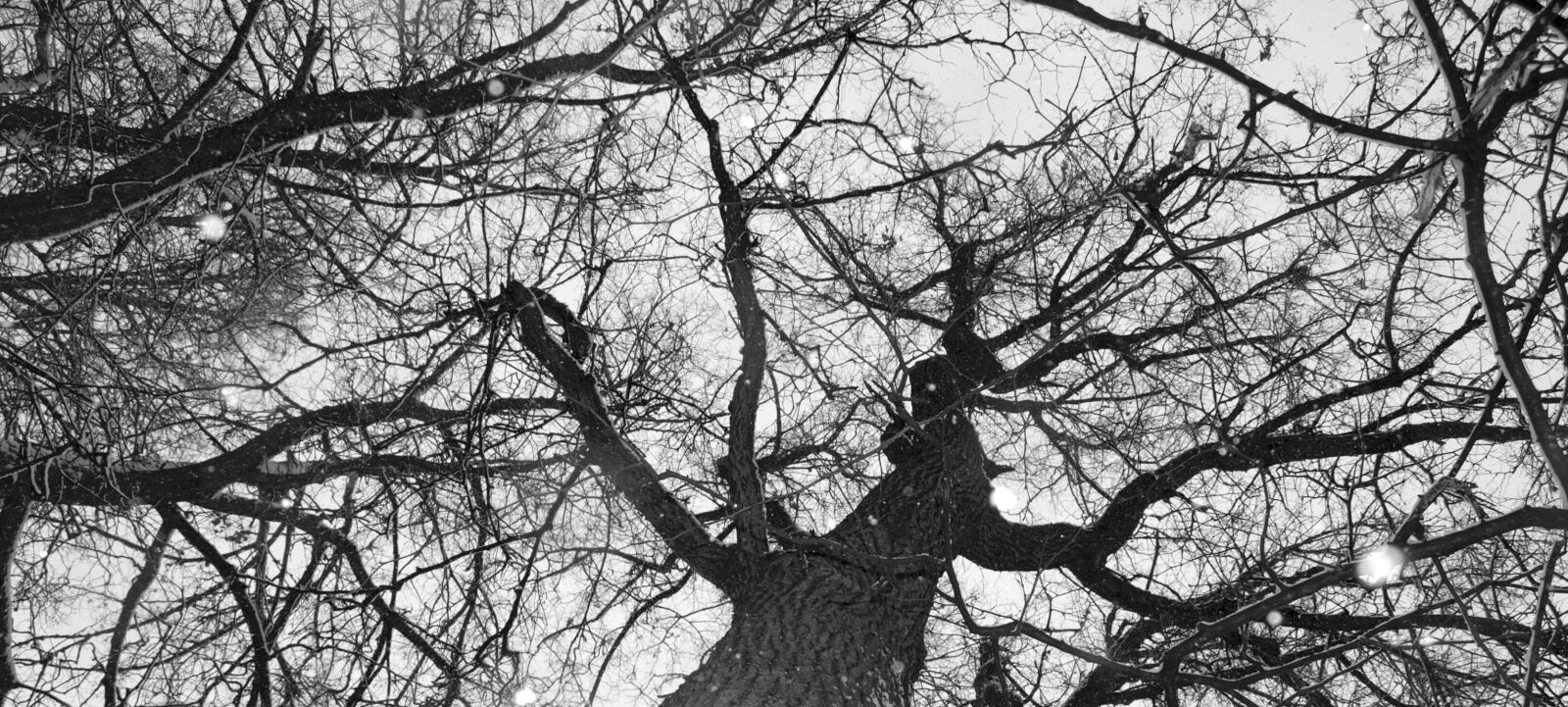 Olympus E-510 (EVOLT E-510) sample photo. Tree, aesthetic, winter photography