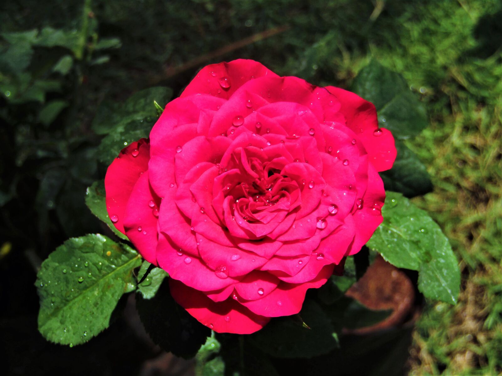 Canon POWERSHOT SX430 IS sample photo. Red rose, flower, red photography
