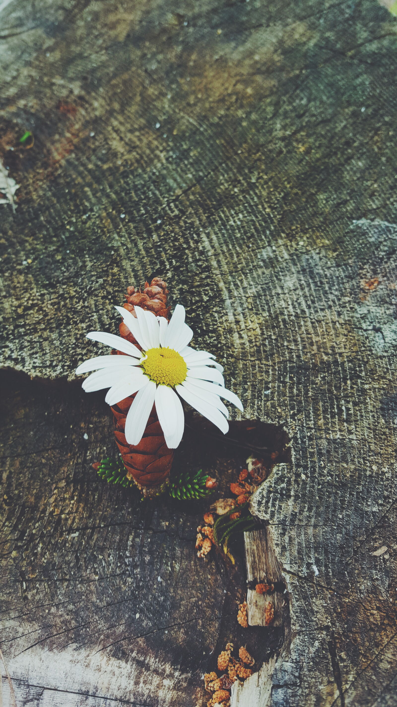 Samsung GALAXY S6 edge sample photo. Flower, nature photography